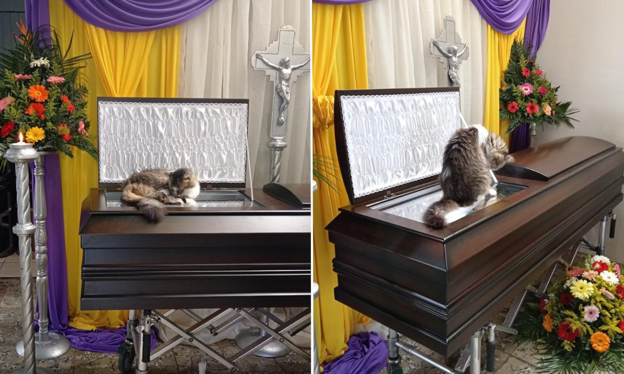 La relación de la "Nucita" con su dueño fue especial desde el día que la gata nació, 12 años atrás.