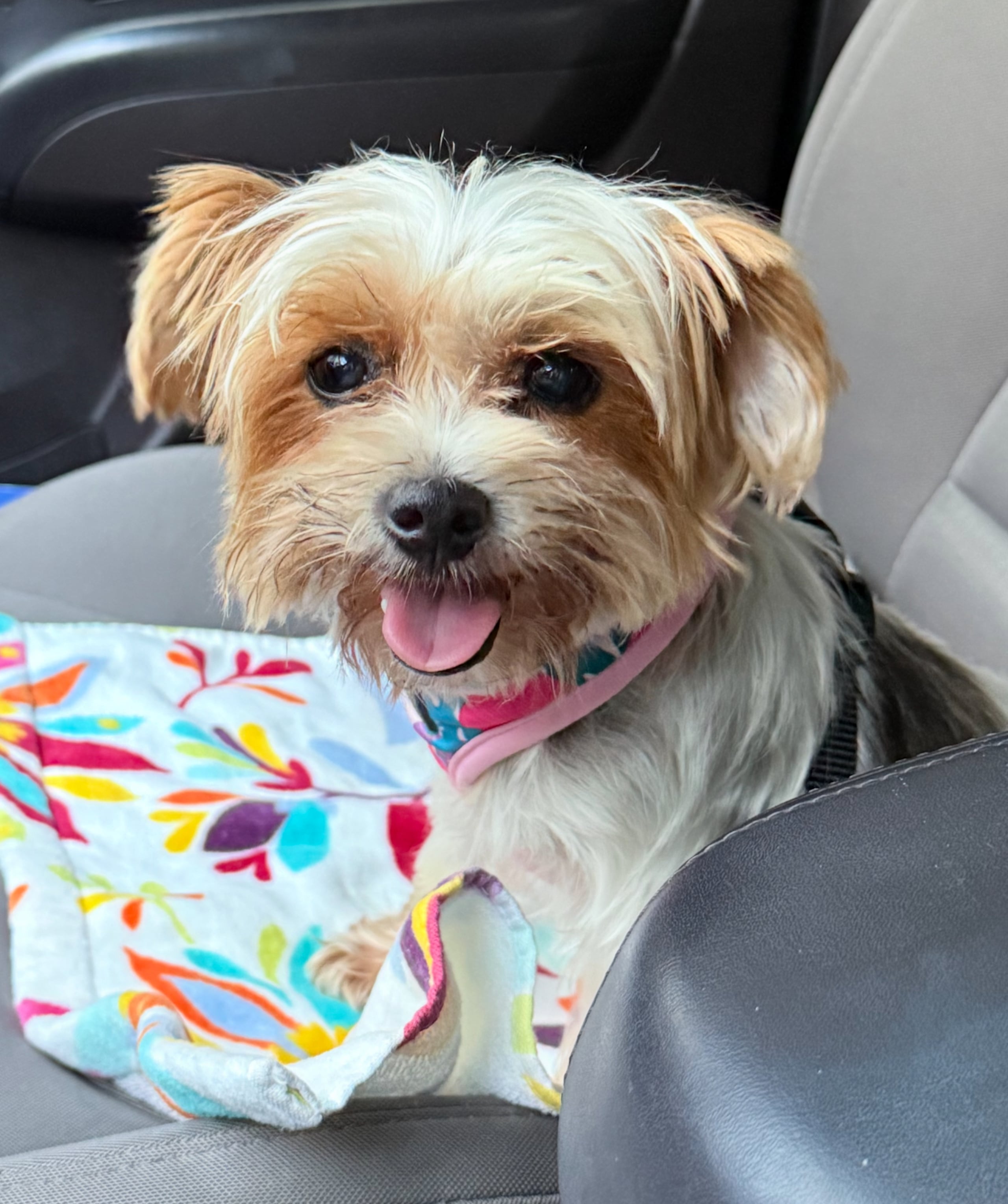 El evento será de 7:00 am a 2:00 pm. En la foto, la perrita Luna.