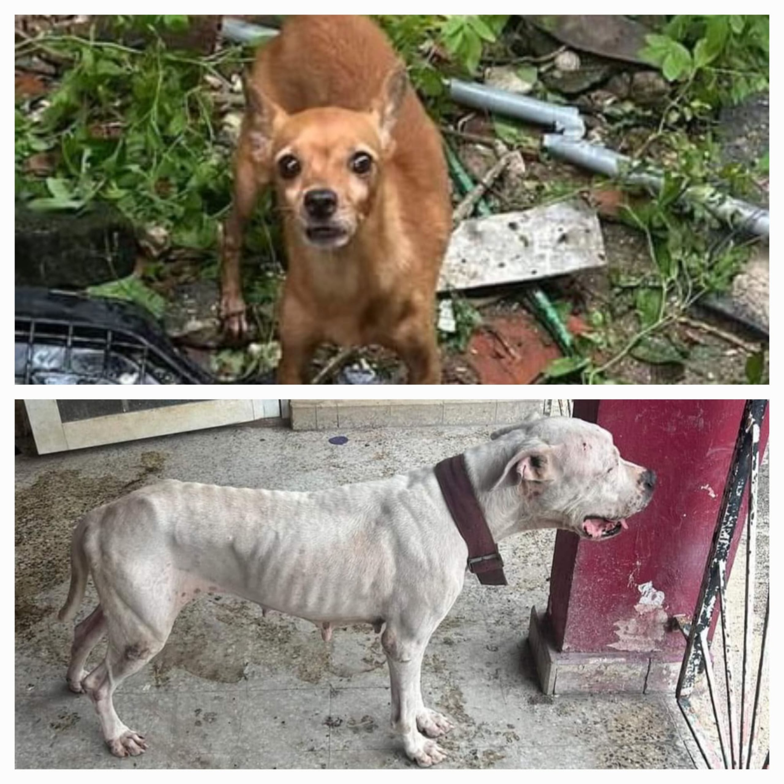 Agentes del Precinto de Carolina Sur, visitaron una residencia abandonada en la calle Jiménez Landrau, donde encontraron a dos perros en estado de desnutrición.