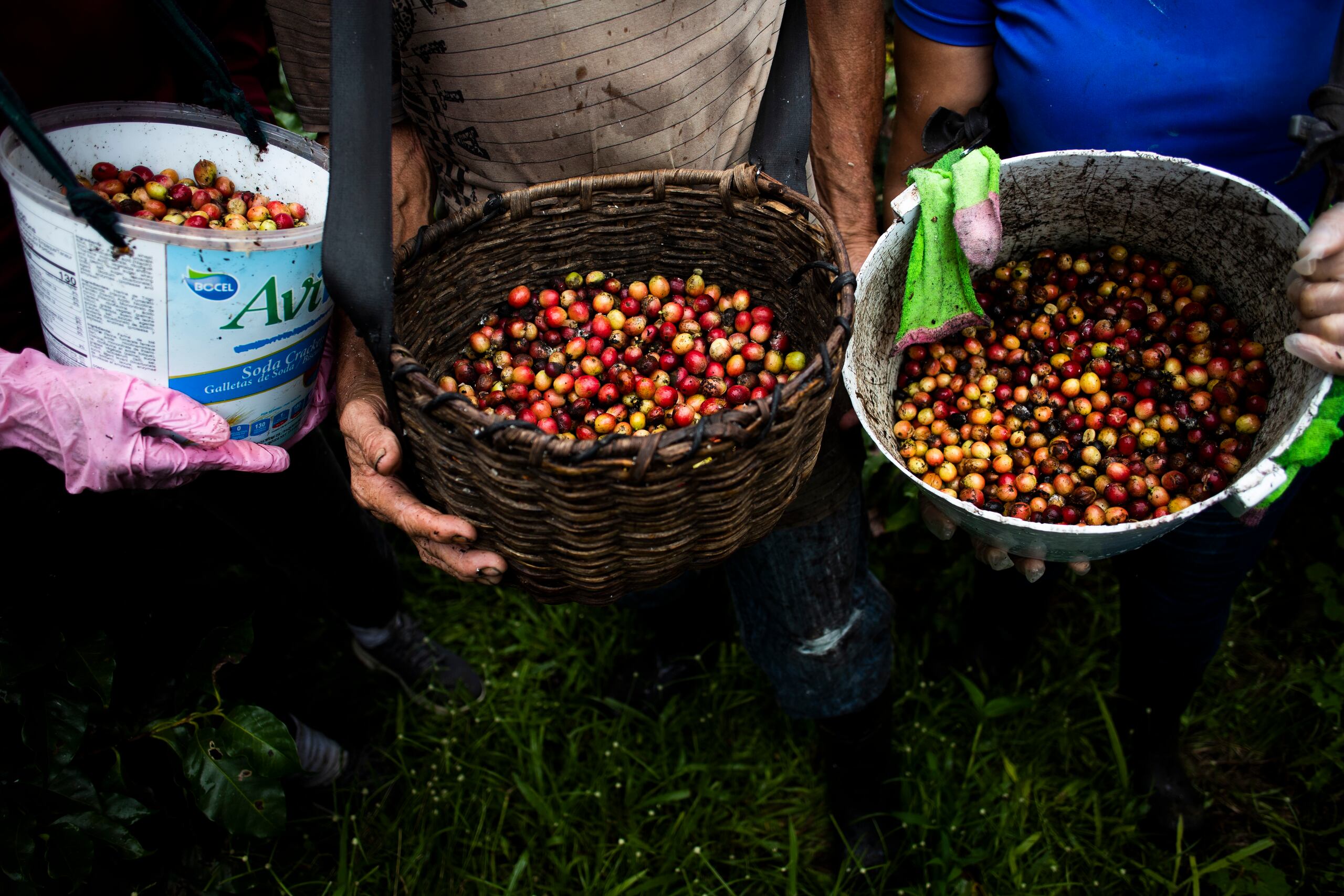 El empresario aseguró que Adjuntas se ha convertido en el principal productor de café en Puerto Rico, con cerca del 25% del café que se genera en la Isla.