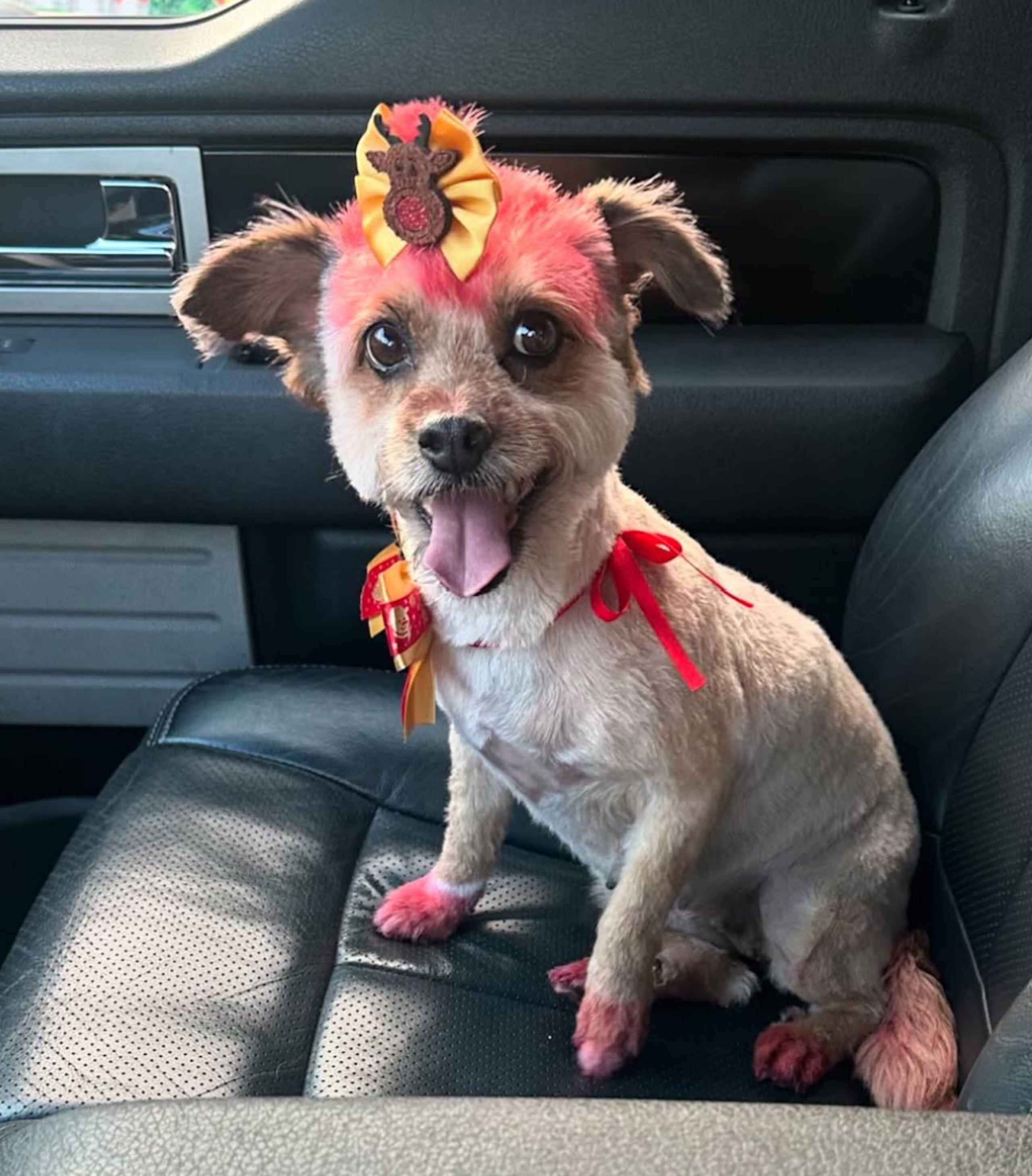 Cariño es una de los cuatro perros que tiene Jenniffer González y su familia.