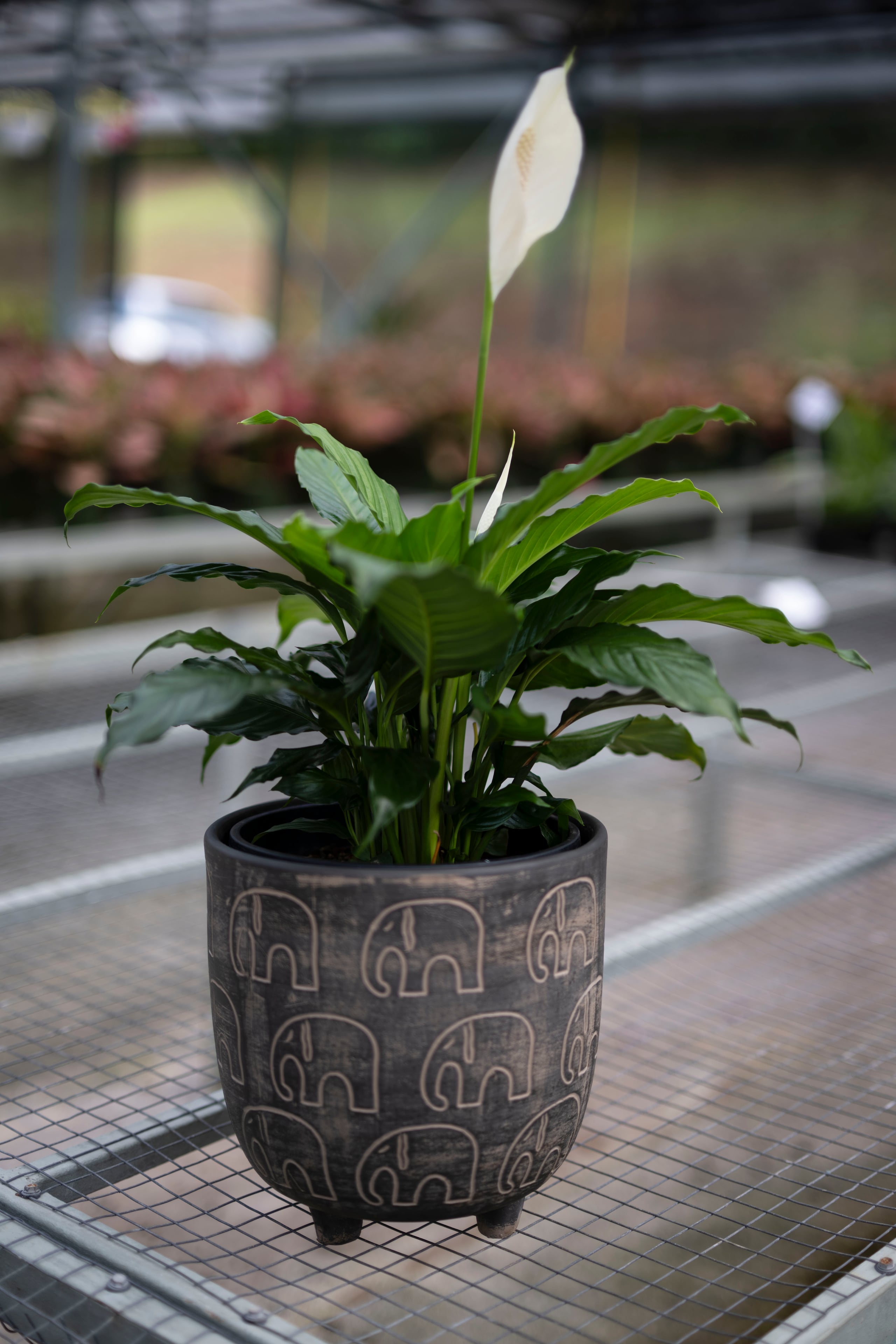 La "spathiphyllum" es fácil de cuidar.