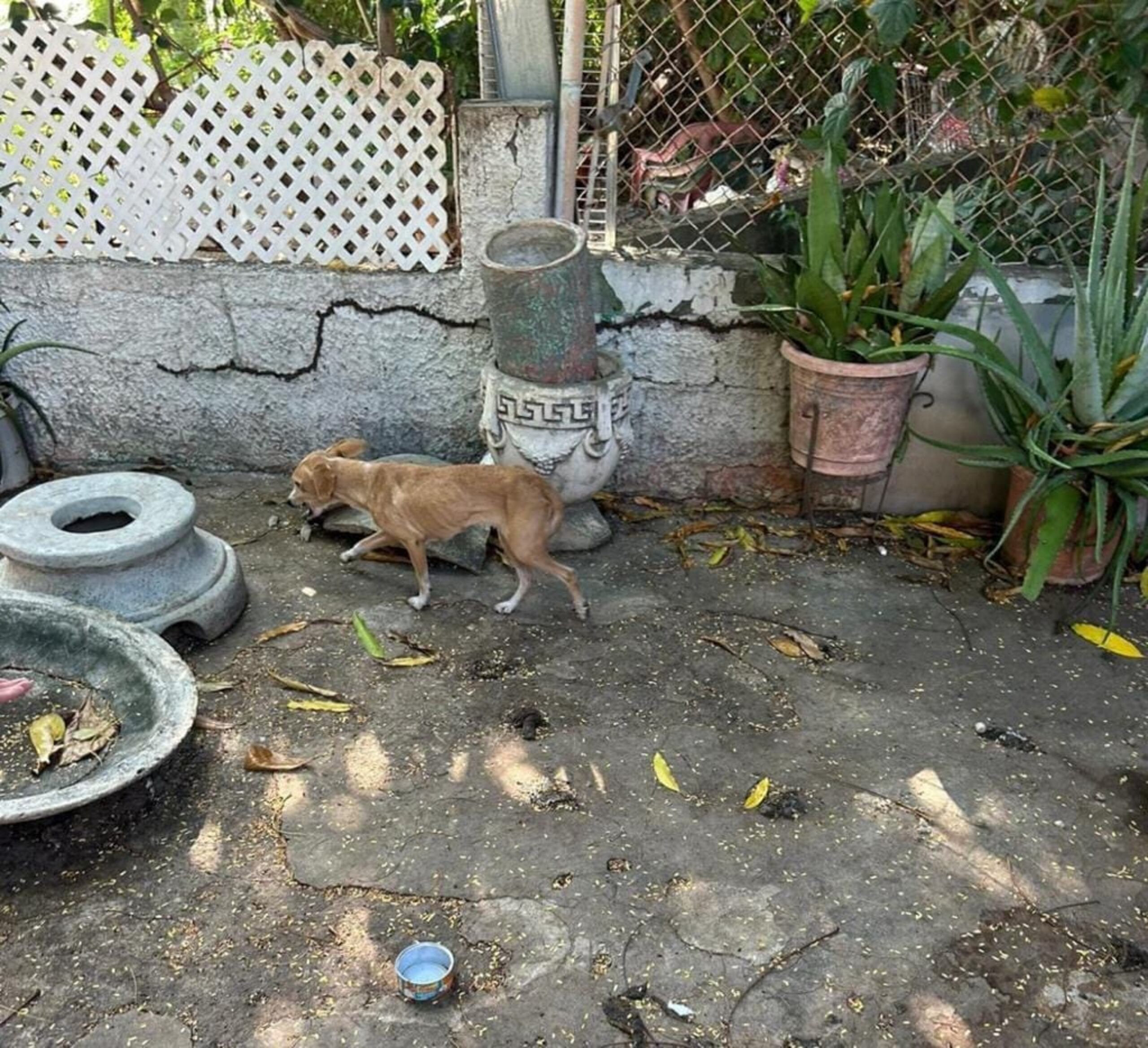 Uno de los perros abandonados.