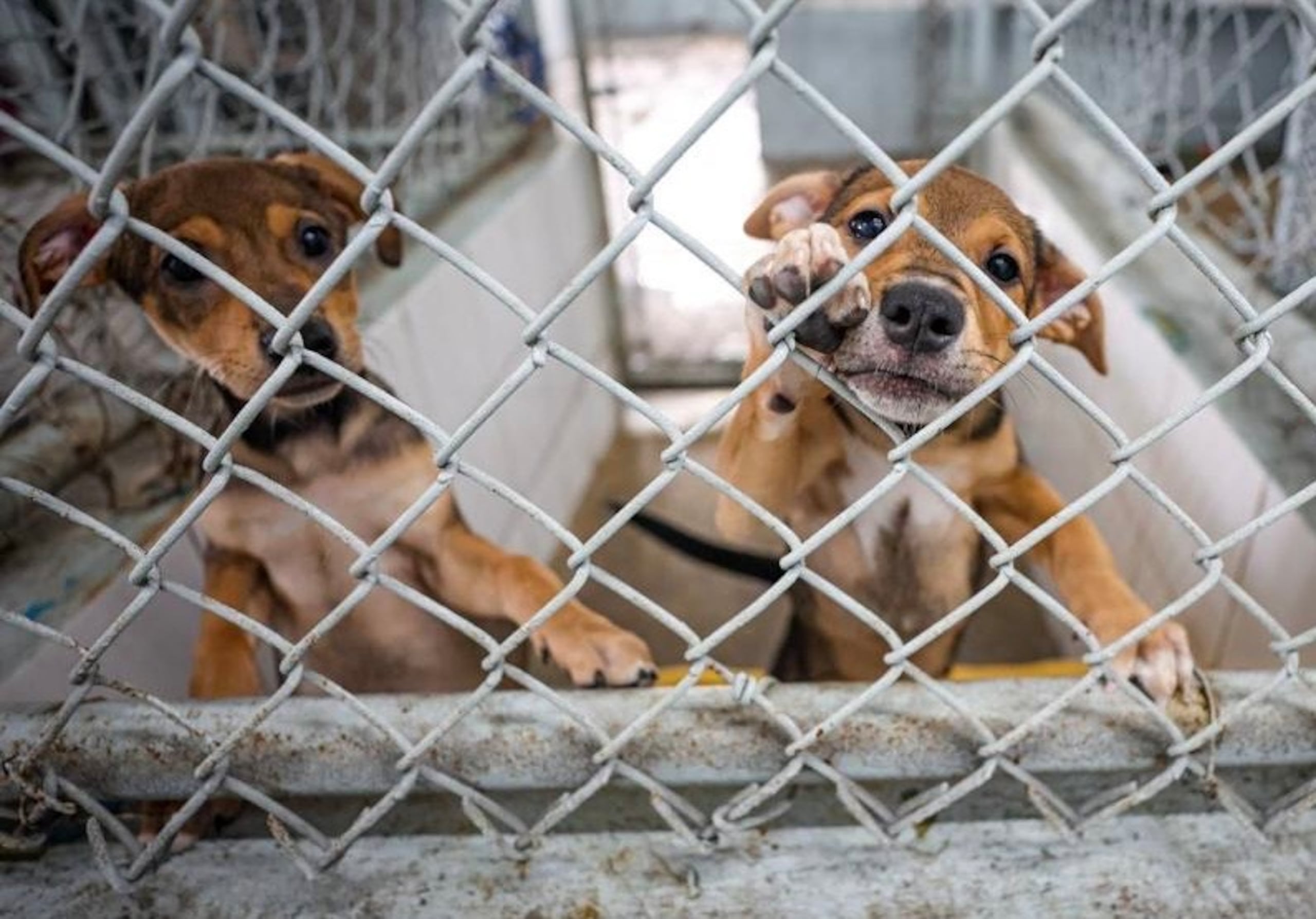 El Centro de Protección y Adopción de Animales, ubicado en la Calle Guillermo Ortiz Marginal Kennedy.
