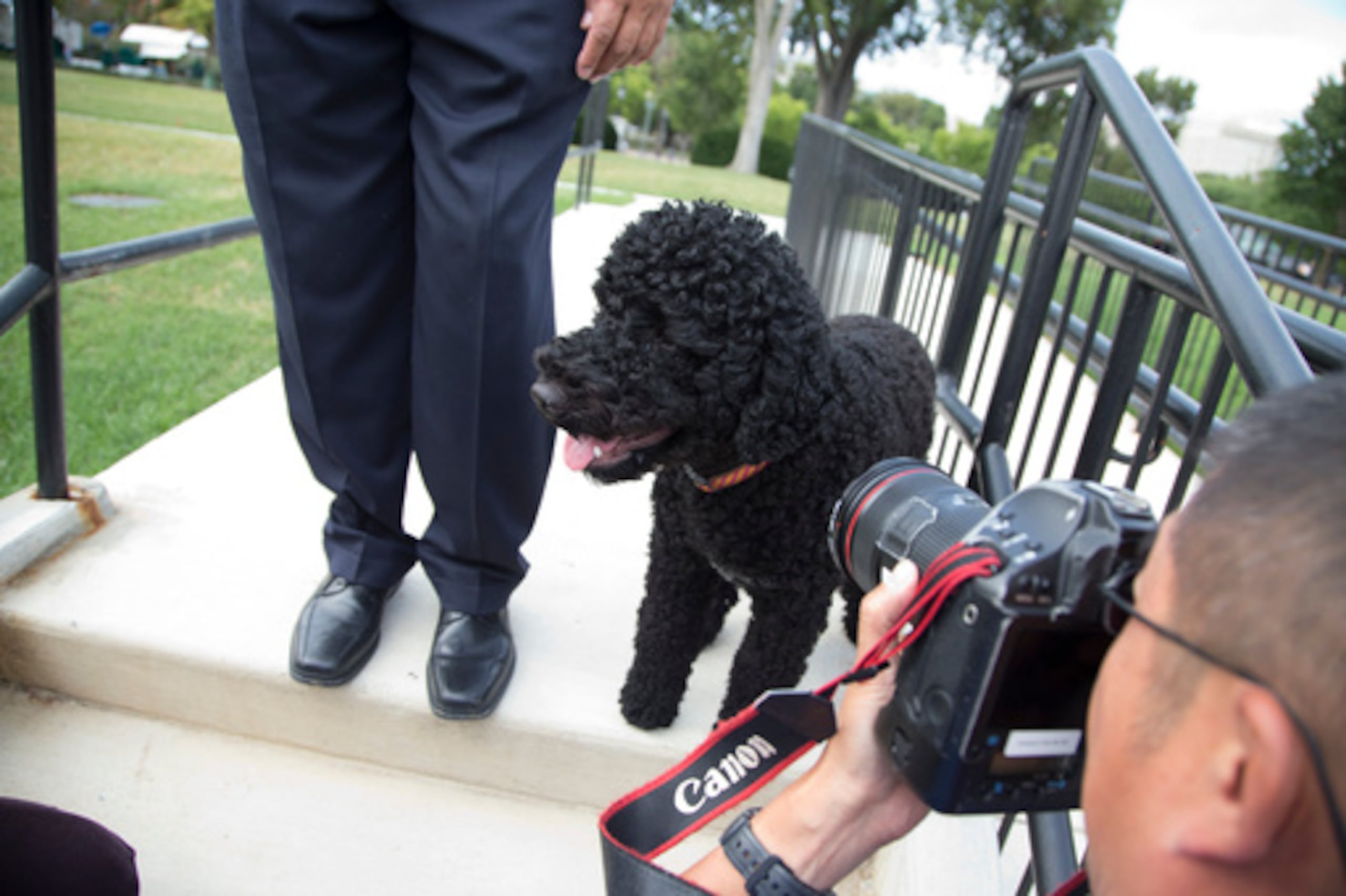 ARCHIVO - Sunny, la nueva perrita del presidente Barack Obama, da un paseo por la Casa Blanca el 9 de septiembre de 2013, en Washington. (Foto AP/Evan Vucci)