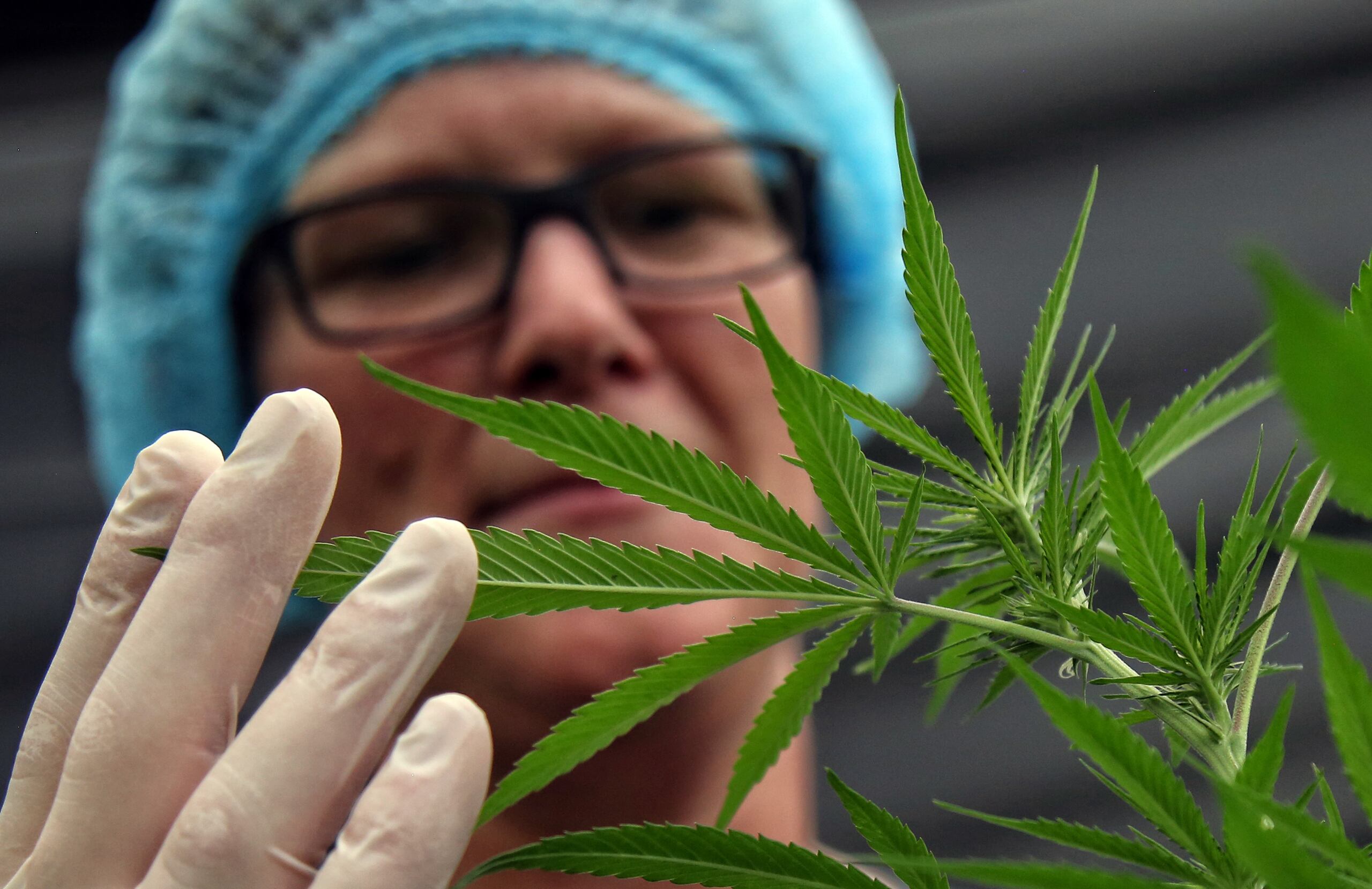 Aunque la celebración de este día es muy controvertida, se destacan los beneficios del uso del cannabis, dadas sus propiedades curativas, siendo aprobado legalmente en algunos países con fines medicinales.