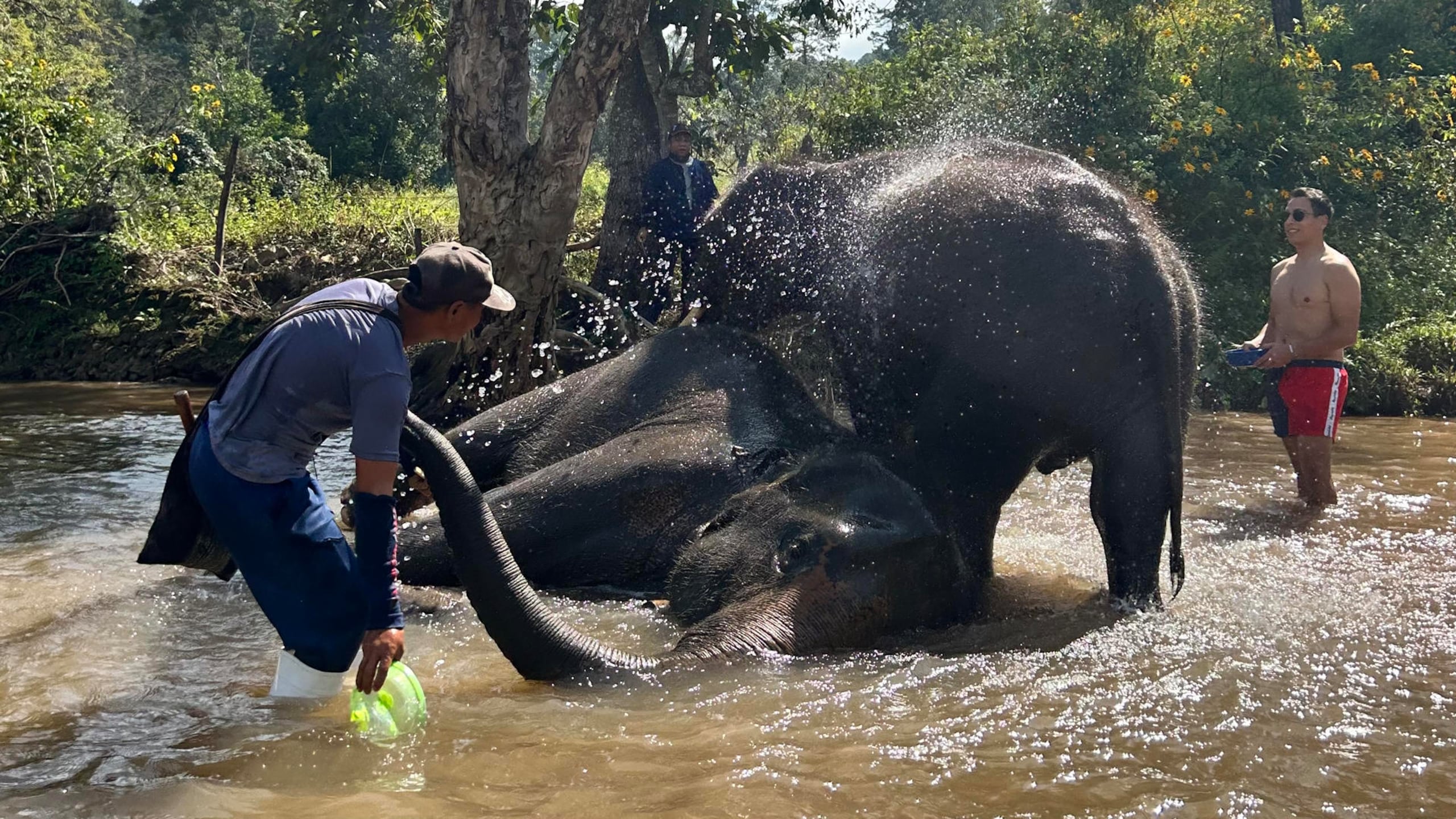 El baño con elefantes que ofrecen algunos centros es una actividad controvertida para atraer turistas en Tailandia, que algunas organizaciones denuncian que entraña riesgos al estresar a animales que pesan más de una tonelada y tienen una altísima sensibilidad.
