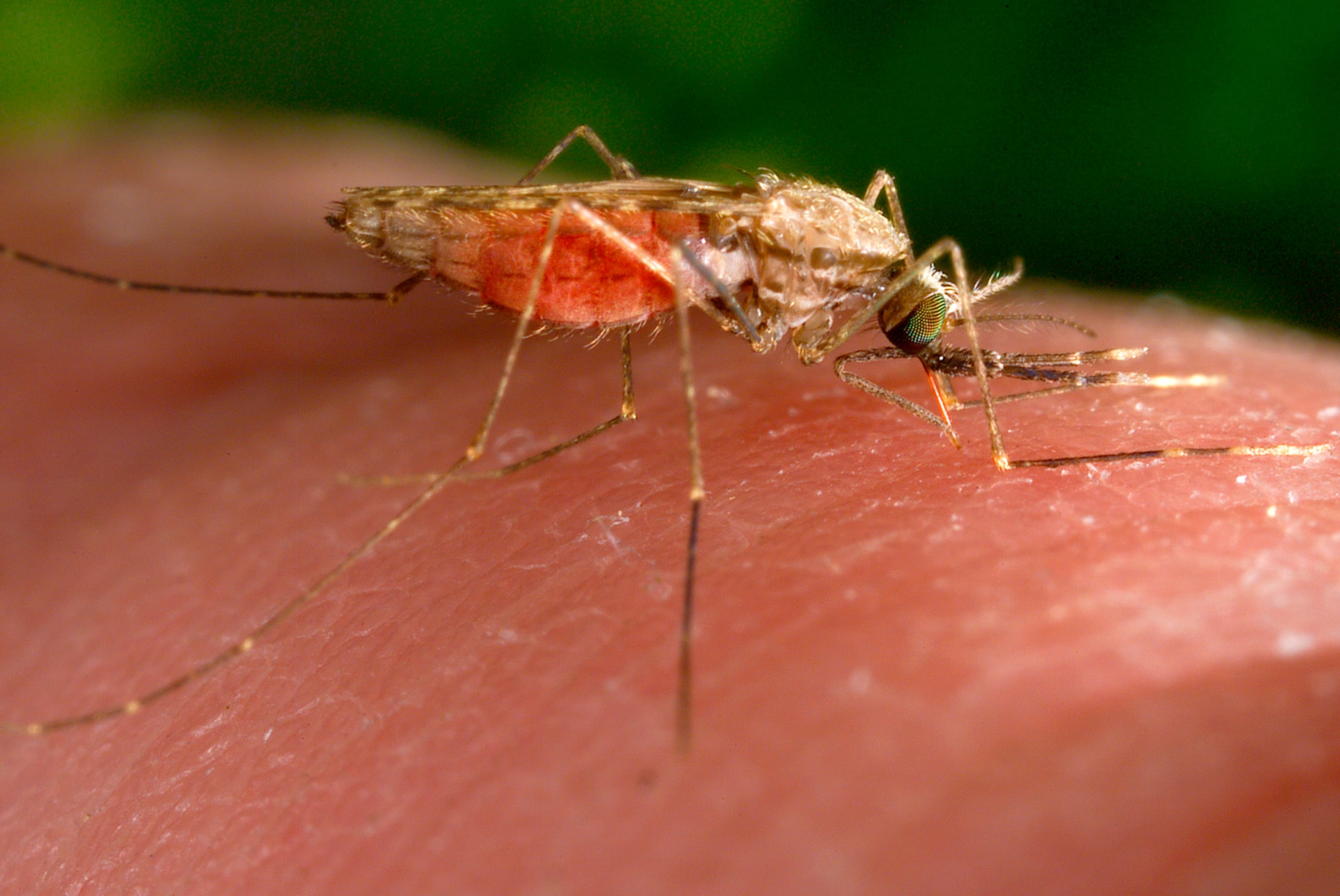 Elimina el empozamientos donde los mosquitos ponen sus huevos y evita dejar espacios abiertos por donde puedan entrar a tu casa.