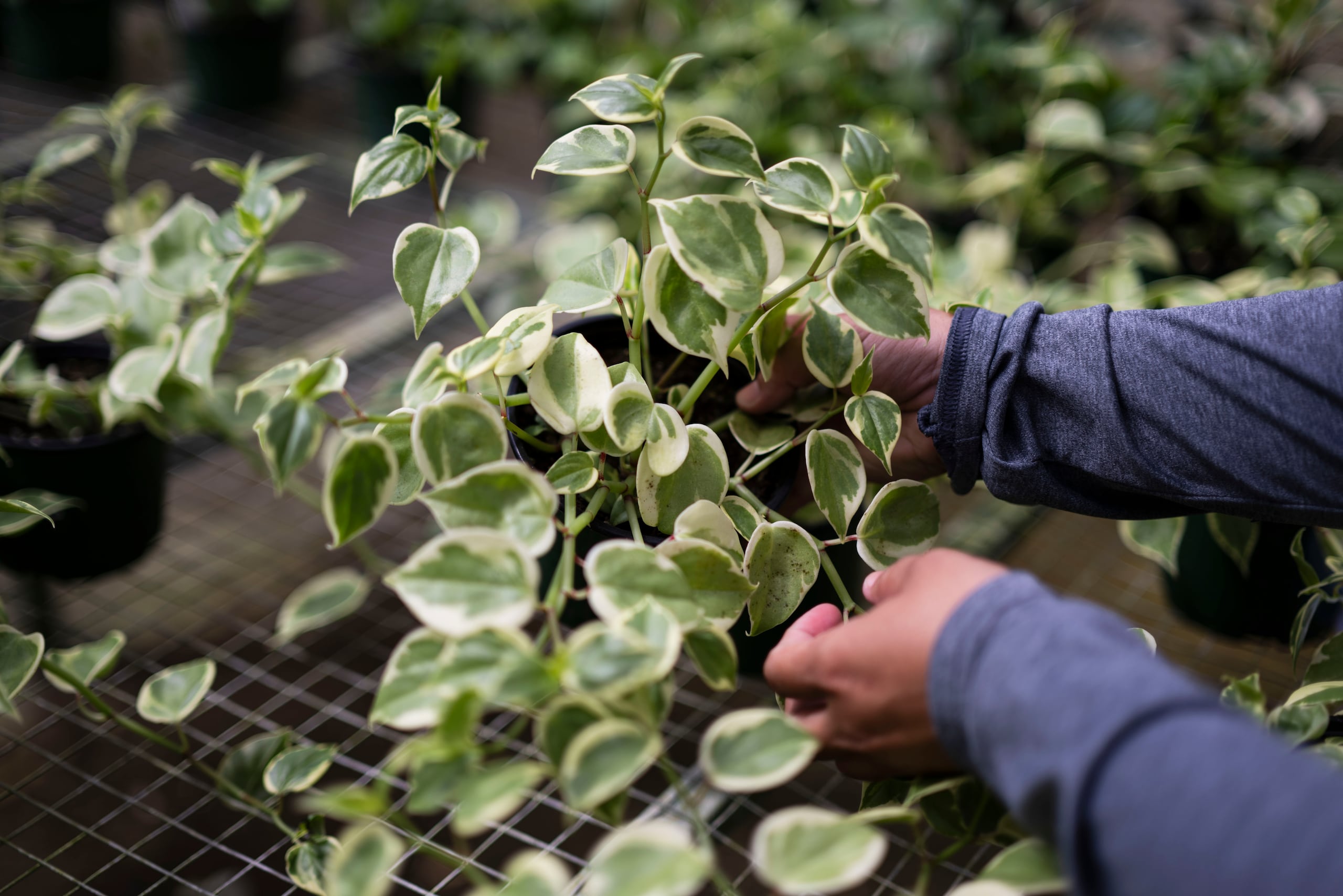 Examinar las hojas es la mejor forma de saber cuánta agua está recibiendo la planta.