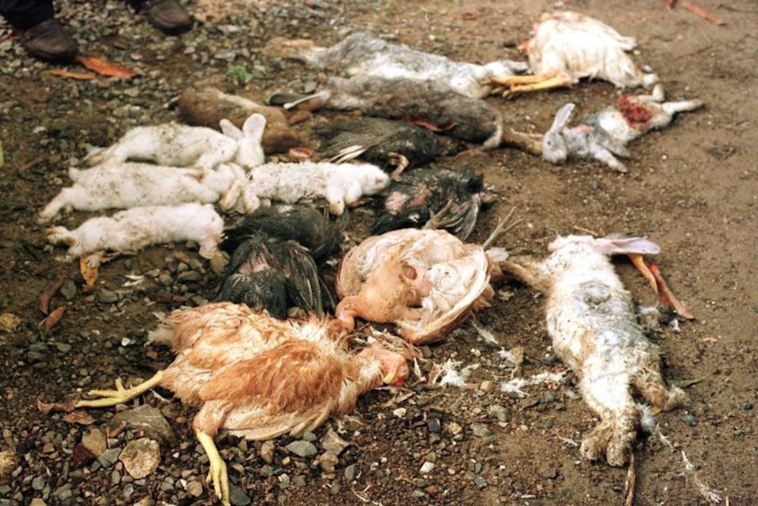 Al chupacabras se le atribuye la muerte de animales, a los que -alegadamente- les extrae la sangre.