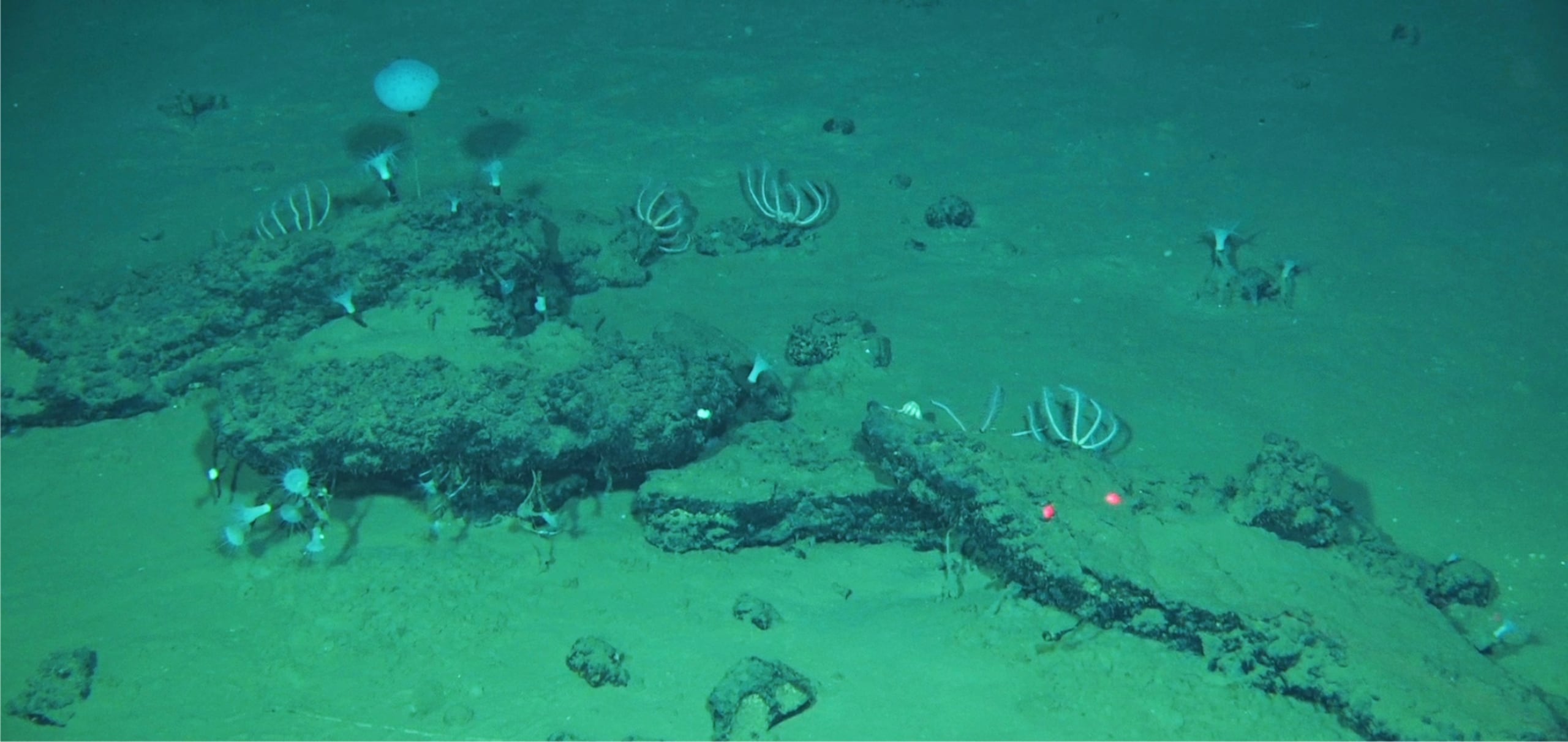 Imagen tomada desde el sumergible chino Fendouzhe de algunos de los restos de 'caída de ballenas' que forman el cementerio más grande, profundo y antiguo de estos animales. Crédito: Global TREnD, IDSSE