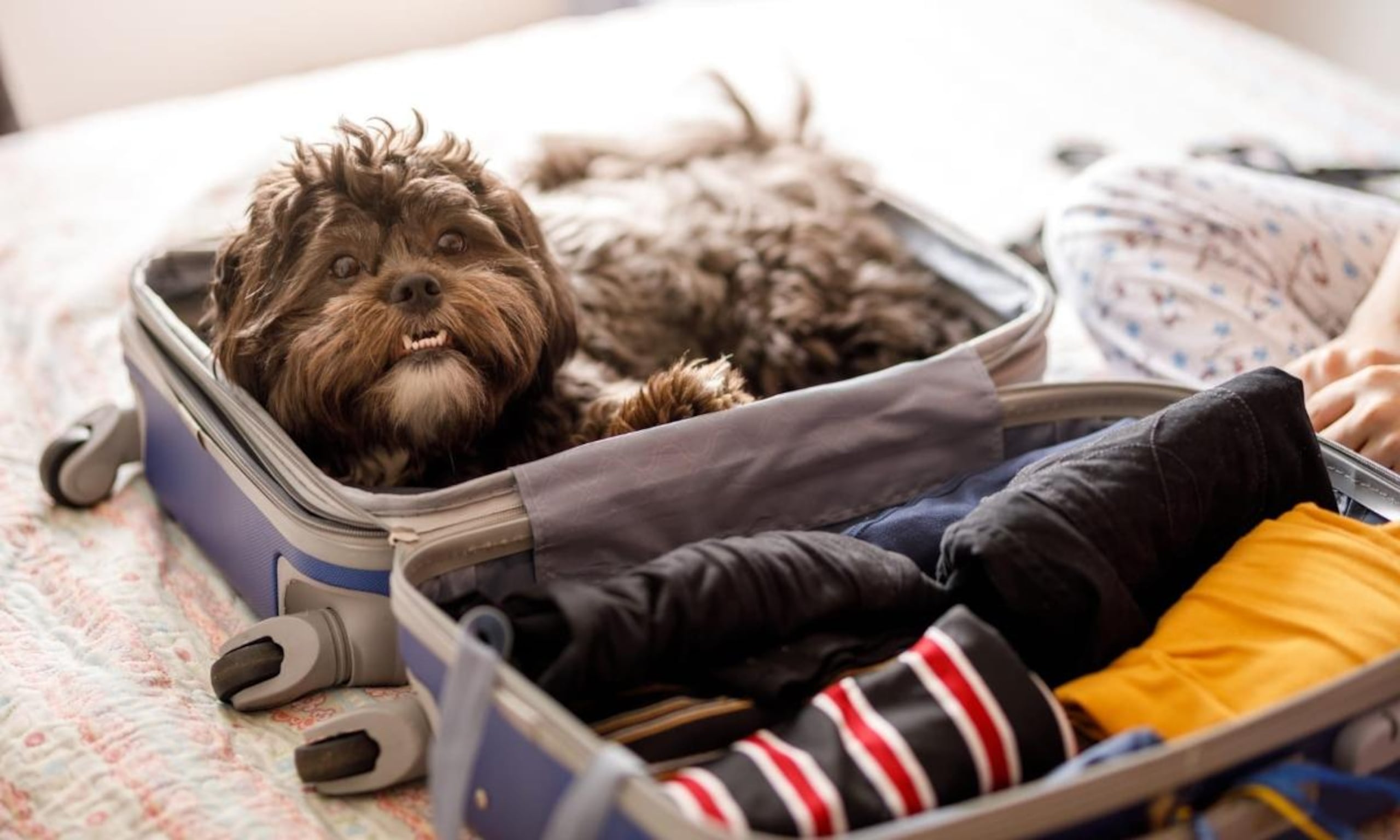 El cuido que se seleccionará para dejar la mascota debe tener comodidades similares a las que tiene en el hogar.