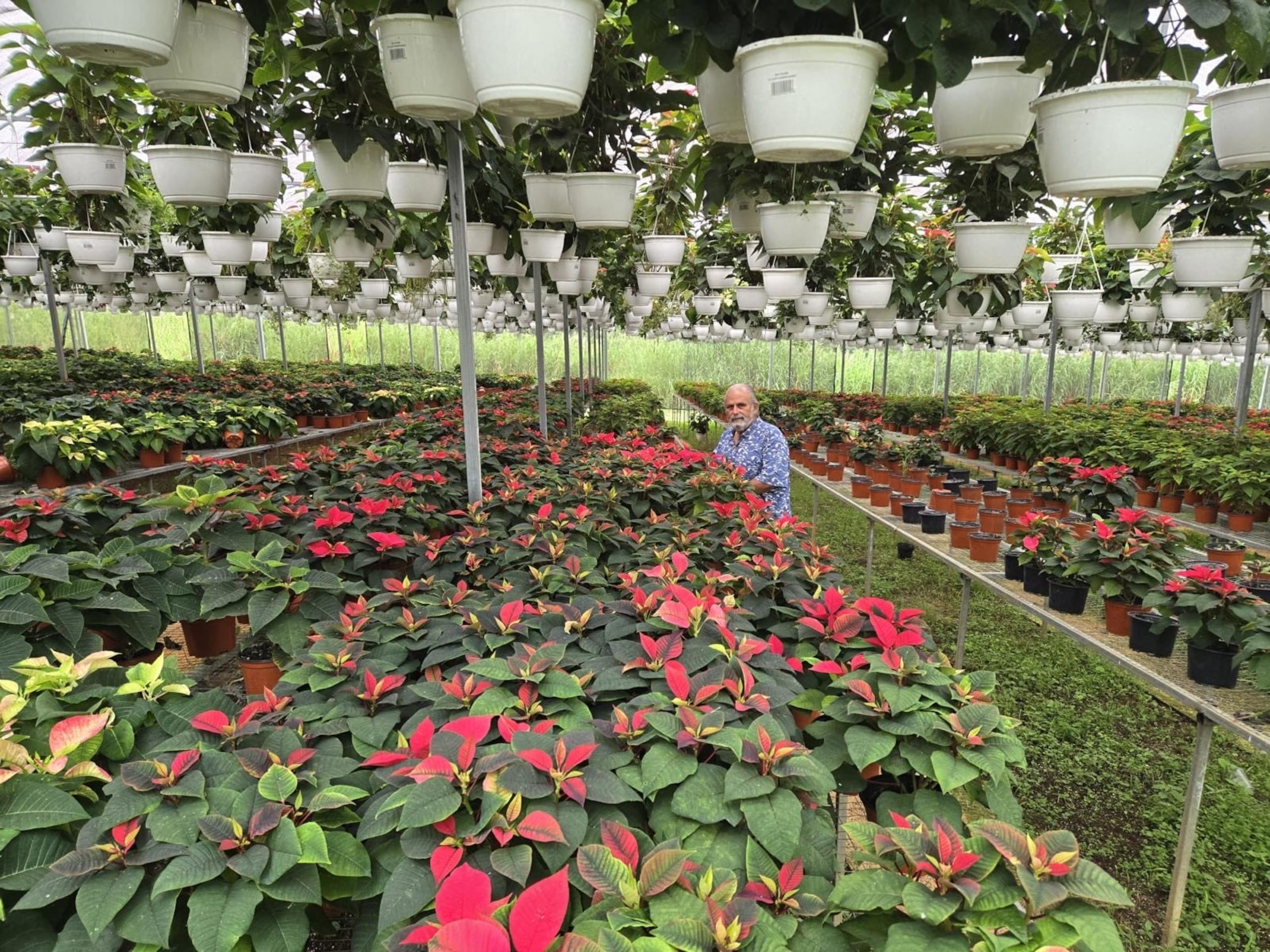 René Llerandi, productor de pascuas y propietario de Trópico Wholesale.