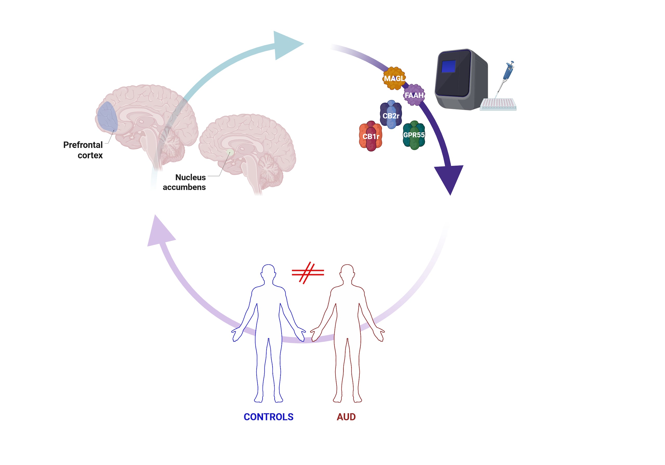 Investigadores del Instituto de Neurociencias de la Universidad Miguel Hernández han conseguido identificar alteraciones genéticas clave en el cerebro de personas con alcoholismo, unos hallazgos que podrían ayudar a explicar la vulnerabilidad a la recaída y abren además nuevas vías para desarrollar tratamientos más específicos frente al alcoholismo. Imagen cedida por el Instituto de Neurociencias (UMH-CS