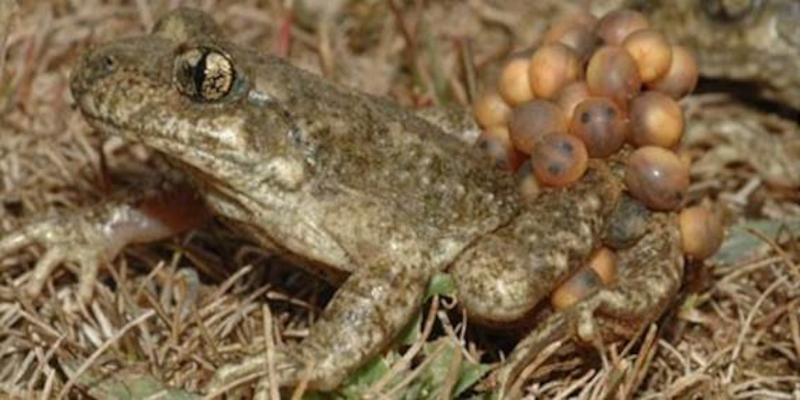 Ejemplar de sapo partero bético macho cargando con la puesta huevos. Fotografía facilitada por Jaime Bosch/ Instituto Mixto de Investigación en Biodiversidad del Consejo Superior de Investigaciones Científicas. (EFE)