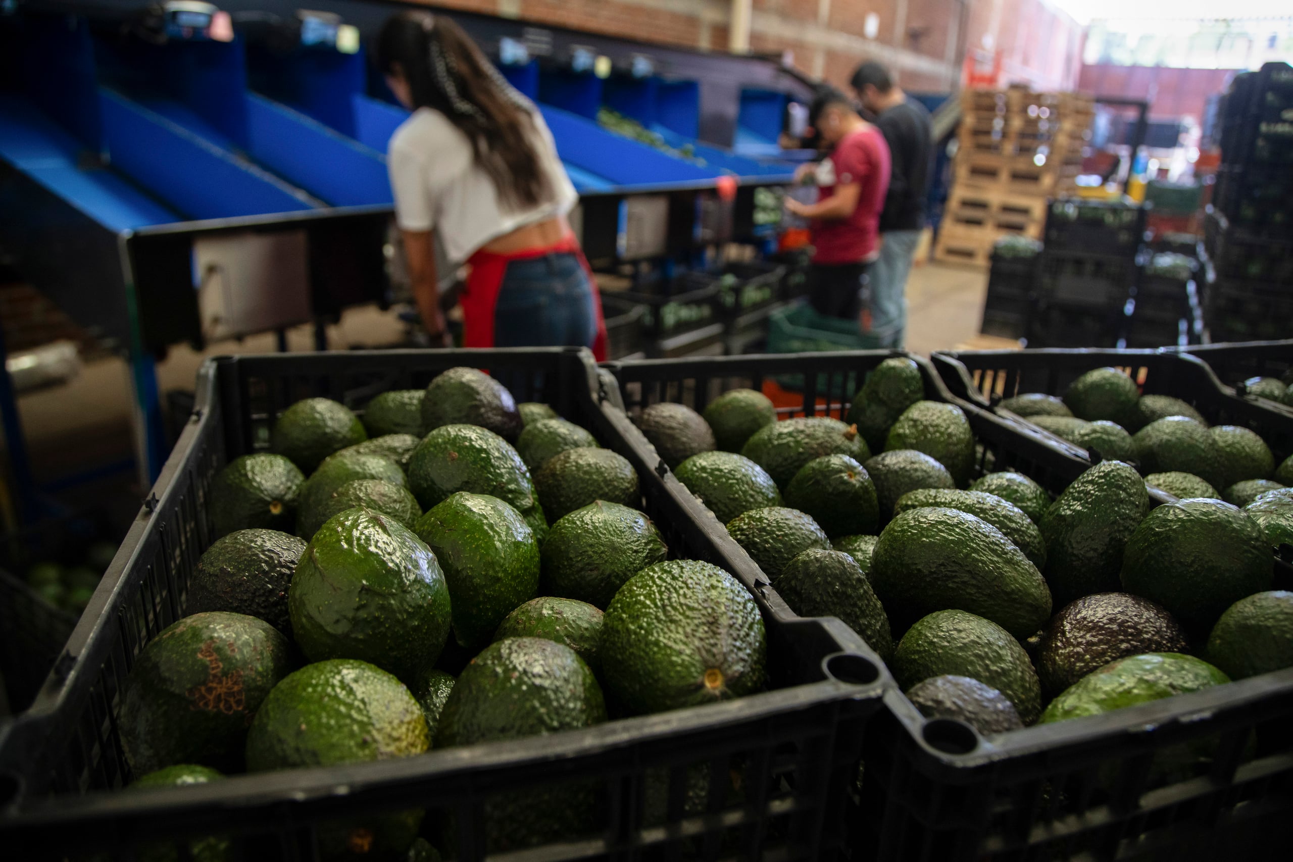 Aguacates en una planta de empaque, el 9 de febrero de 2024, en Uruapan, en el estado de Michoacán, México. (AP Foto/Armando Solis, Archivo)