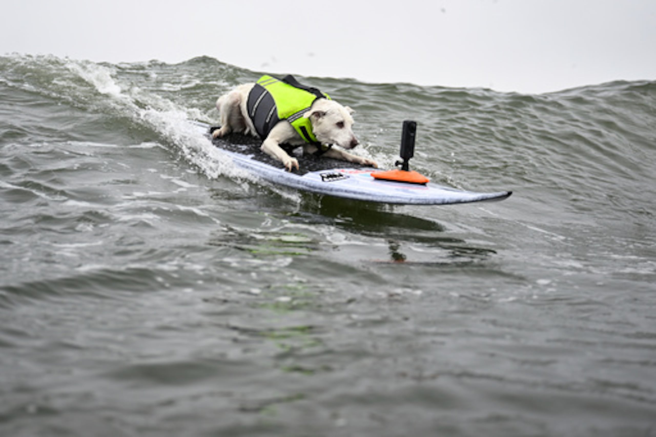 ARCHIVO - Sugar coge una ola en la primera eliminatoria de perros medianos durante el Campeonato Mundial de Surf Canino, el 3 de agosto de 2024, en Pacifica, California (AP Photo/Eakin Howard, Archivo)