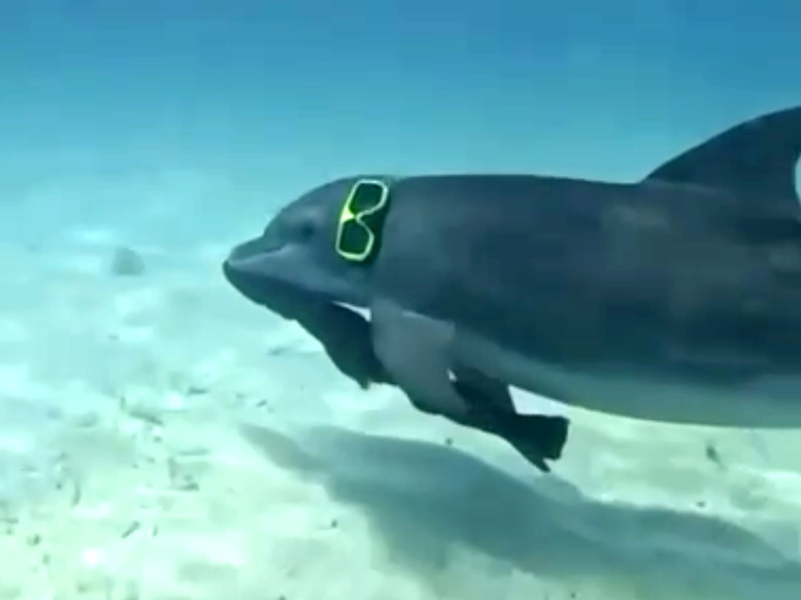 Los delfines, al igual que otros mamíferos marinos están protegidos por la Ley federal de Protección de Mamíferos Marinos, (conocida como la MMPA), aprobada en 1972.