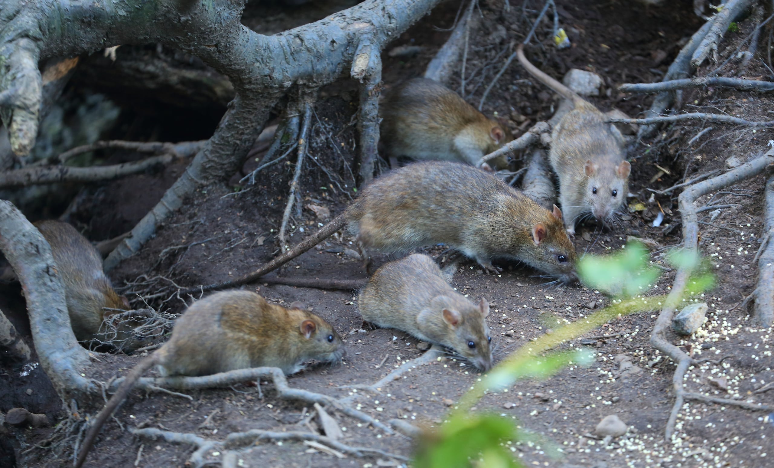 Las ratas en la isla son depredadores invasores que, según Island Conservation, “representan una amenaza importante para la boa, ya que se alimentan de sus huevos, ejemplares jóvenes e incluso adultos”.