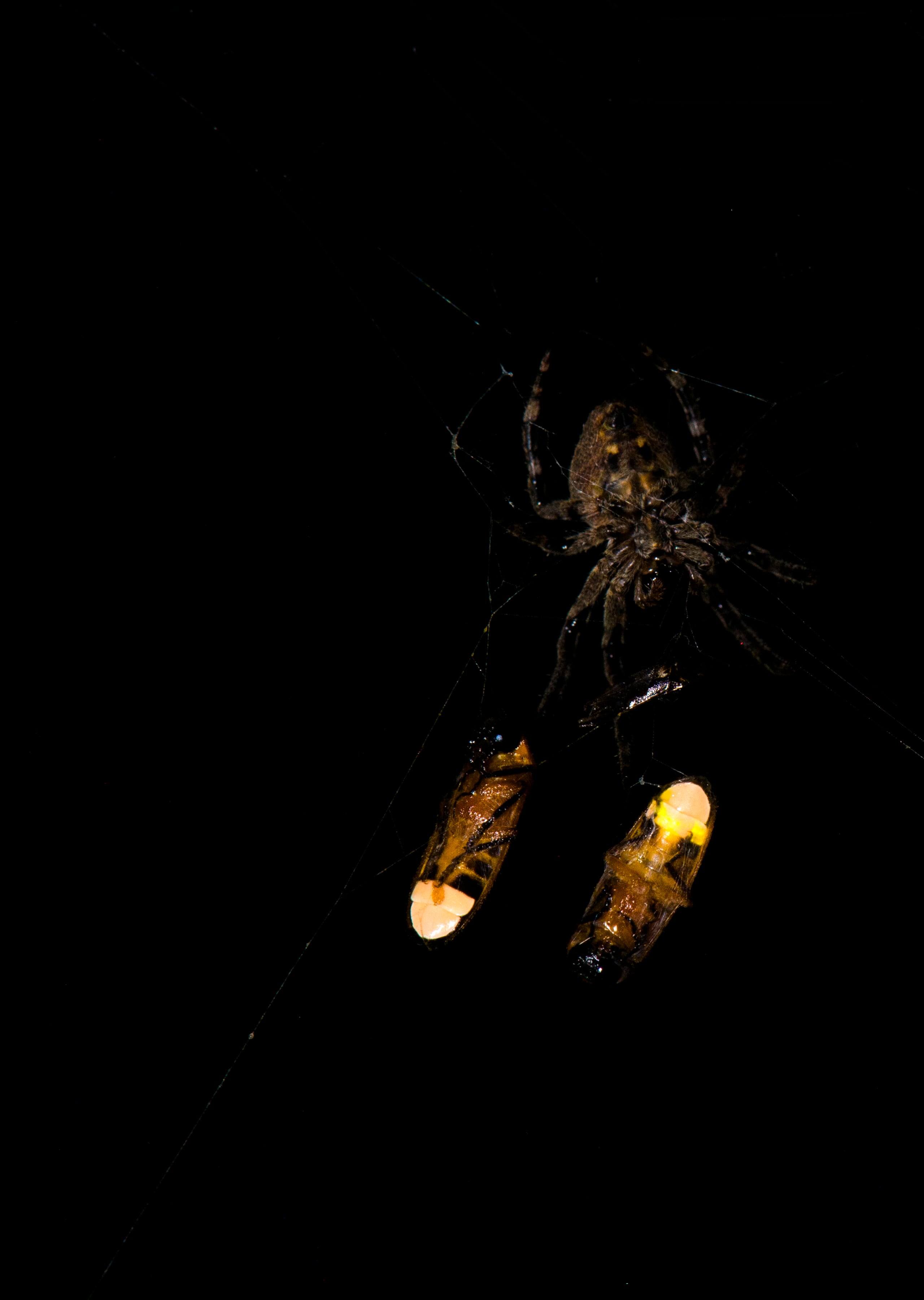 Un ejemplar de Araneus ventricosus con dos luciérnagas Abscondita terminalis macho atrapadas.