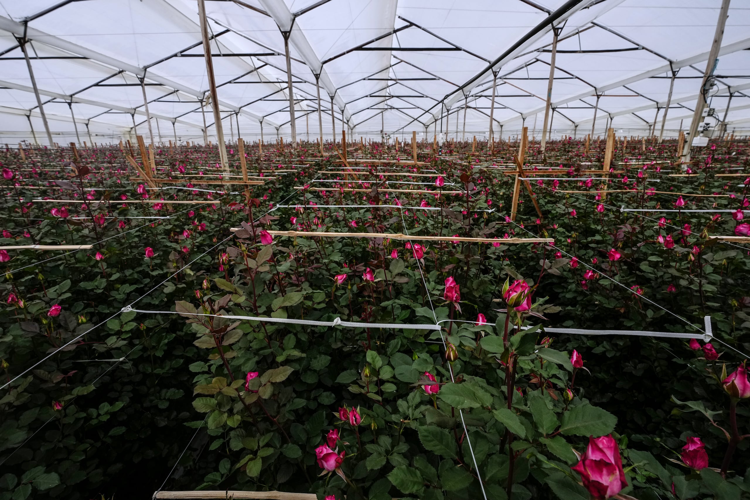 Un invernadero que produce flores para exportación a Estados Unidos, ubicado en Chia, en las afueras de Bogotá, Colombia, el lunes 27 de enero de 2025. (AP Foto/Ivan Valencia)