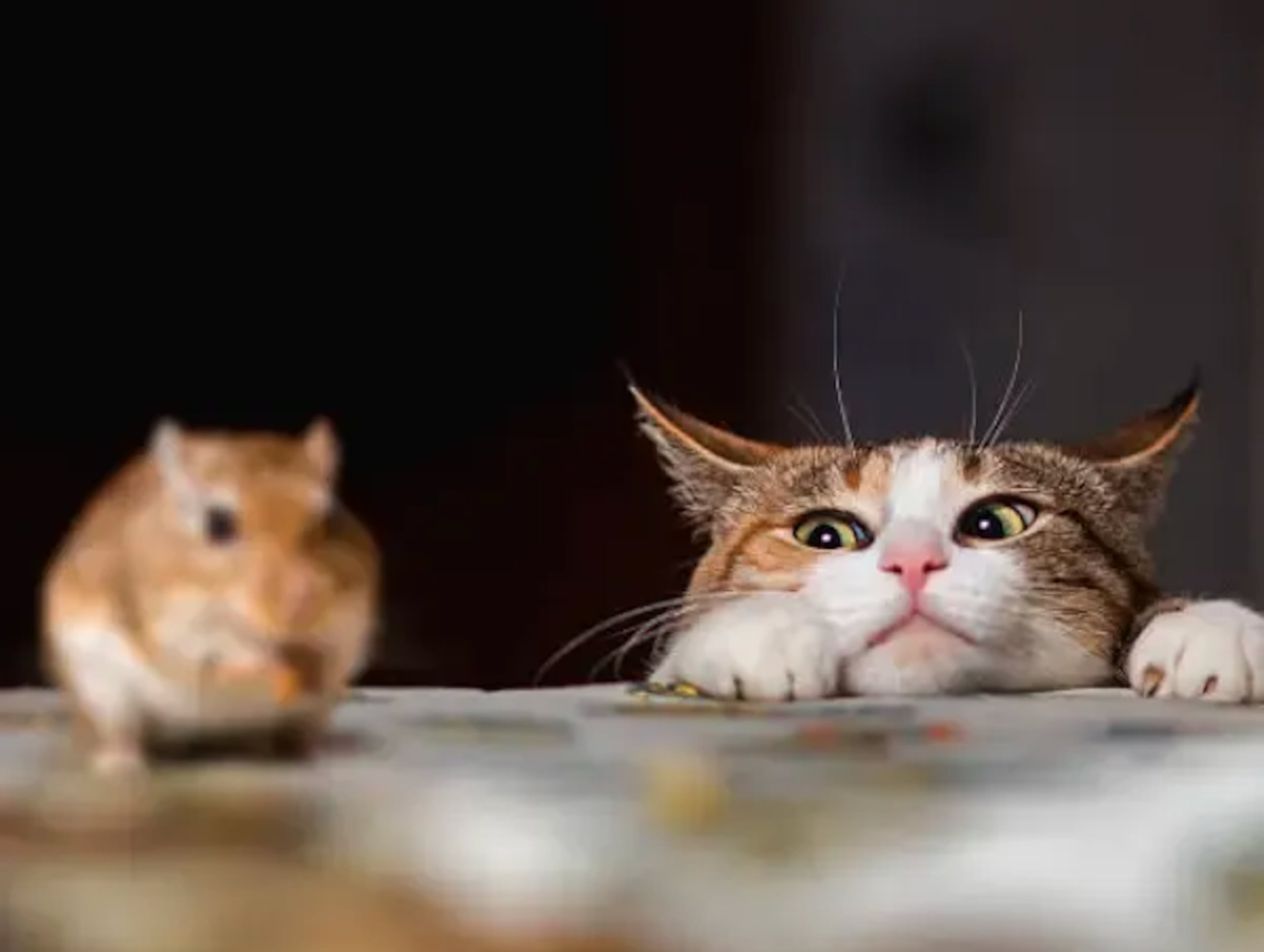 Su dueña descubrió que su gato tenía conductas diferentes.