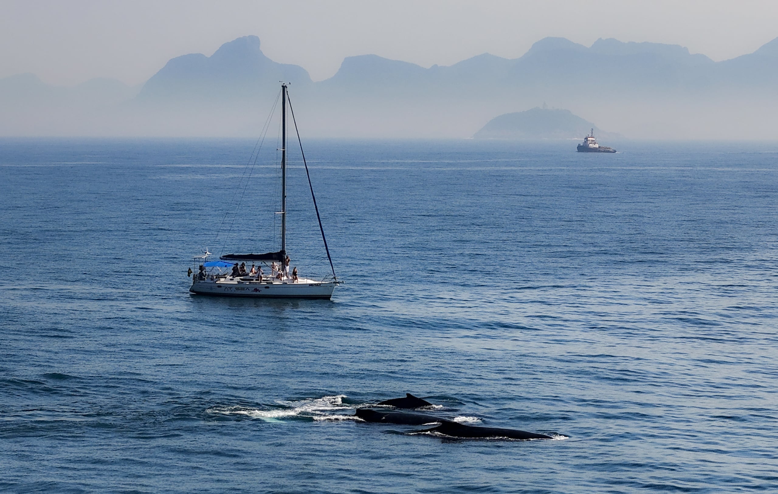 Dos ballenas jorobadas pasean en la costa de Río de Janeiro, en Brasil. (EFE/Antonio Lacerda/Archivo)