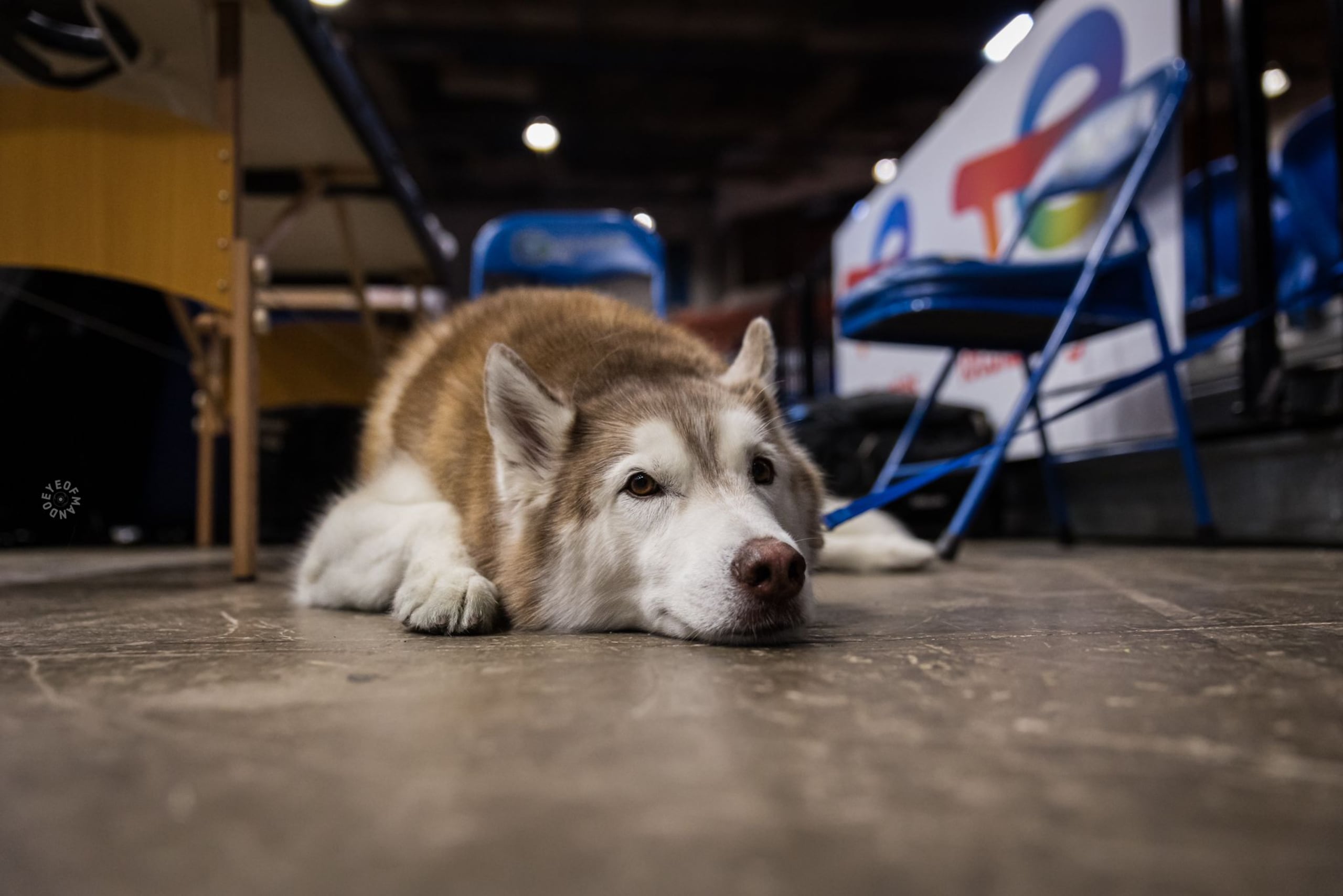 Jovi, la mascota de José Juan Barea, descansa durante una práctica de los Mets de Guaynabo en el Coliseo Mario "Quijote" Morales.