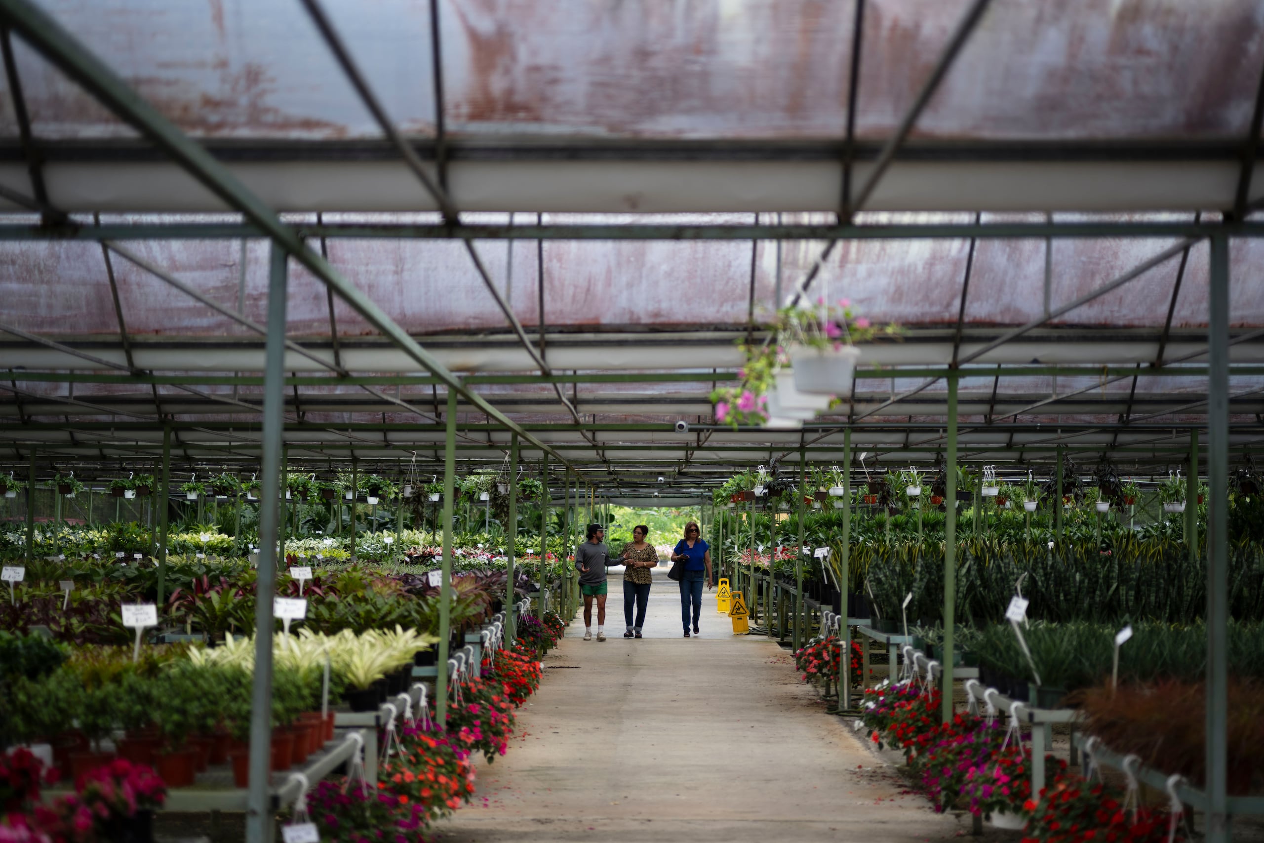 La experta de Plantas de Caparra reveló varios errores comunes que comete la gente con sus plantas ornamentales.