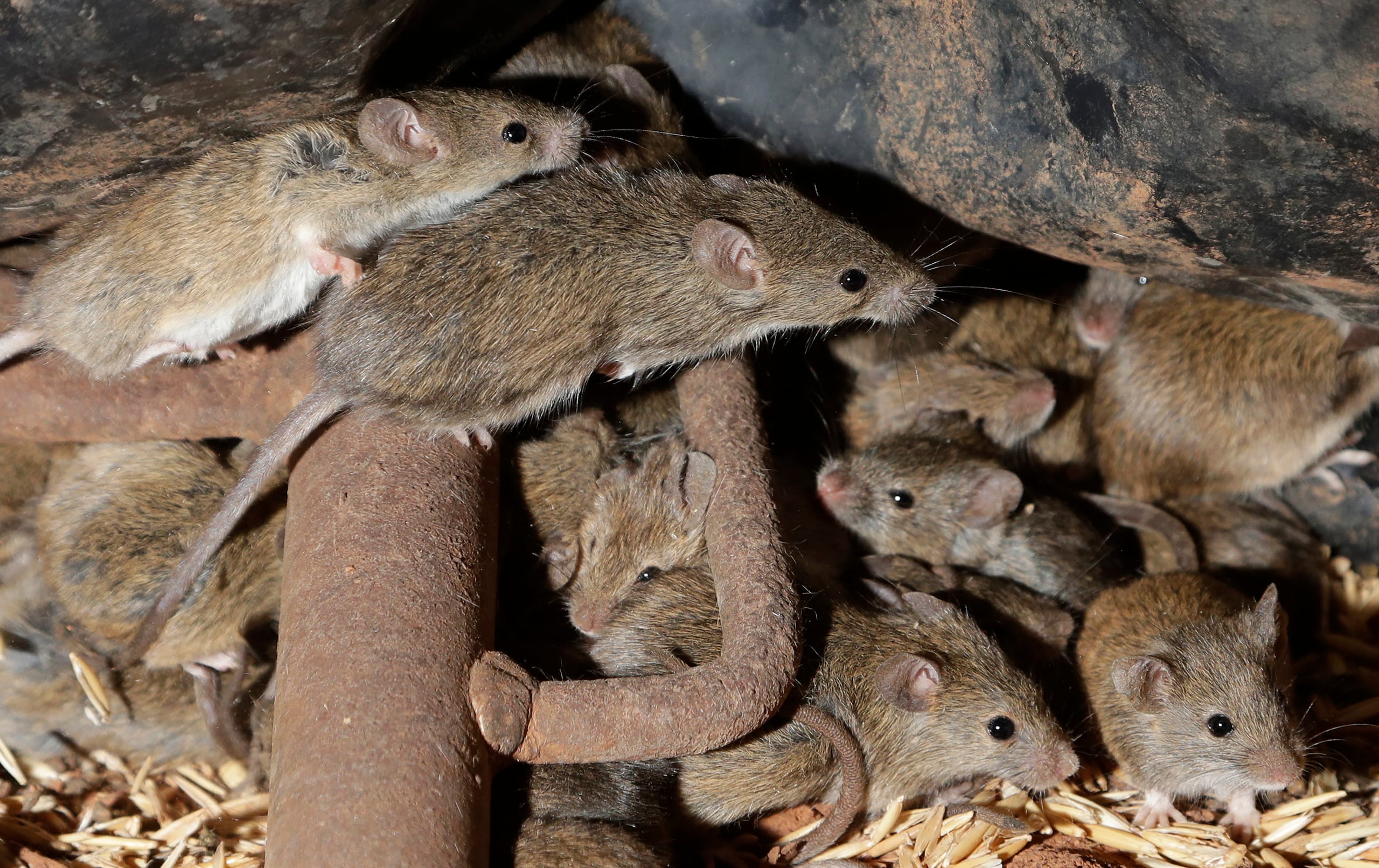 Varios ratones se escabullen el 19 de mayo de 2021 entre el grano almacenado en una granja cerca de Tottenham, Australia.