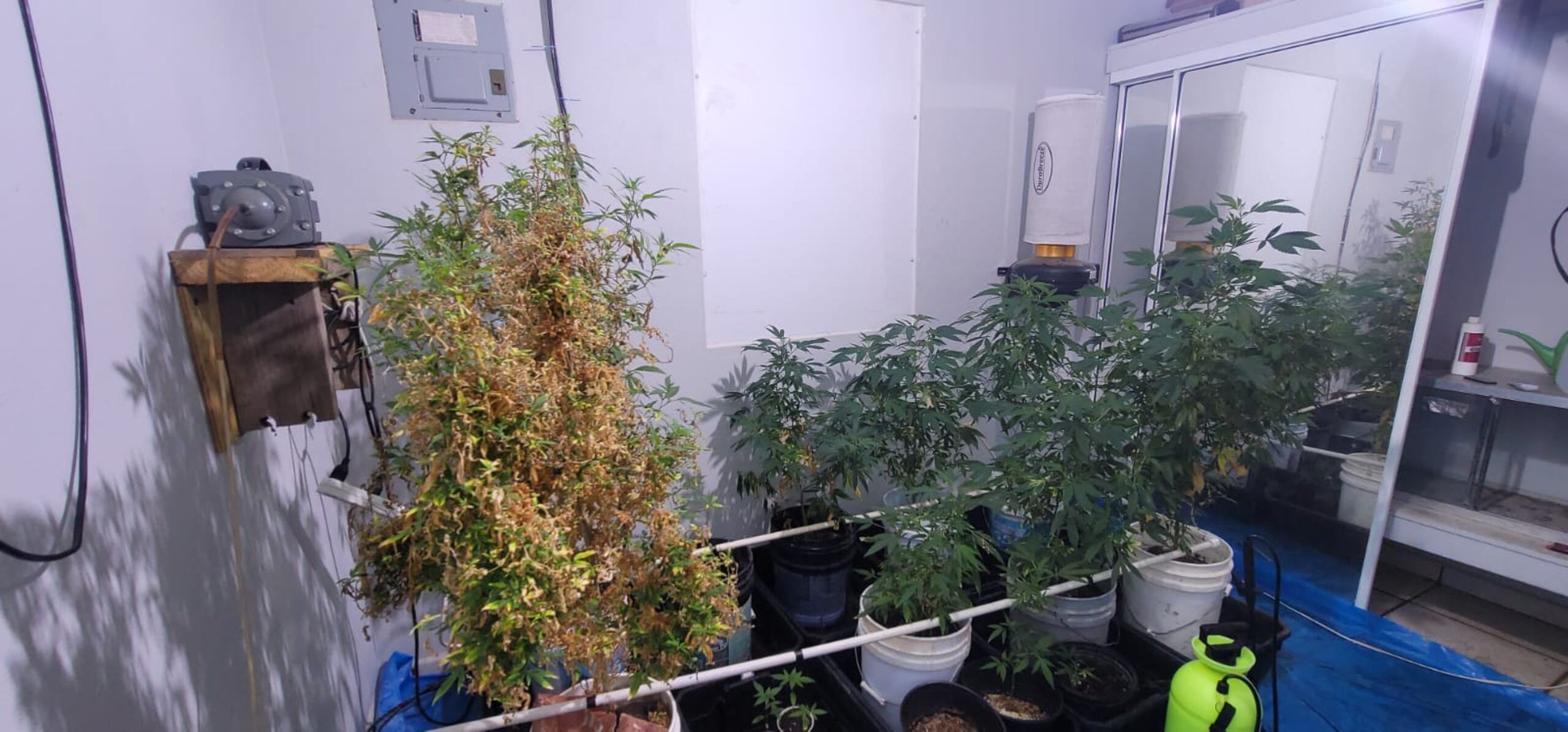 En la intervención se incautó cocaína, balas y 208 plantas de marihuana.