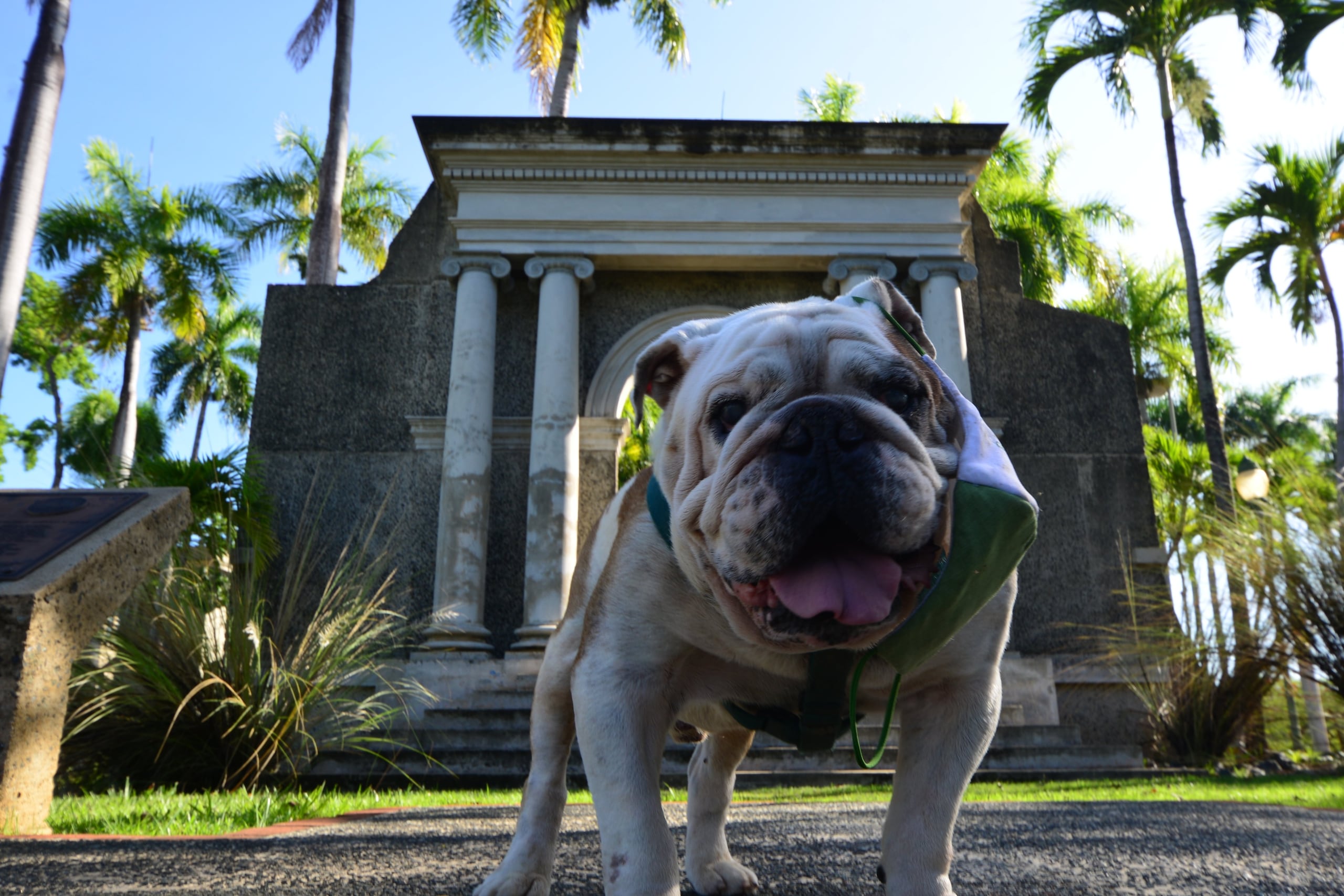 Tarzán XI, mascota del Recinto Universitario de Mayagüez.