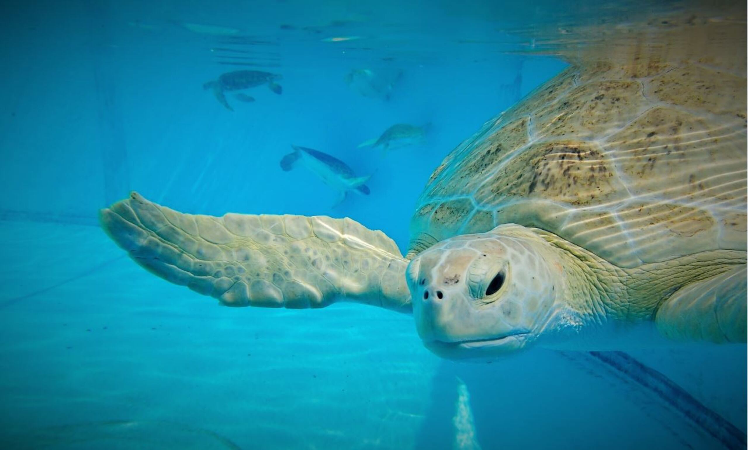 La tortuga verde Tink será llevada al acuario del zoológico de Toledo, en Ohio. (Suministrada / Ketchum para FedEx LAC)
