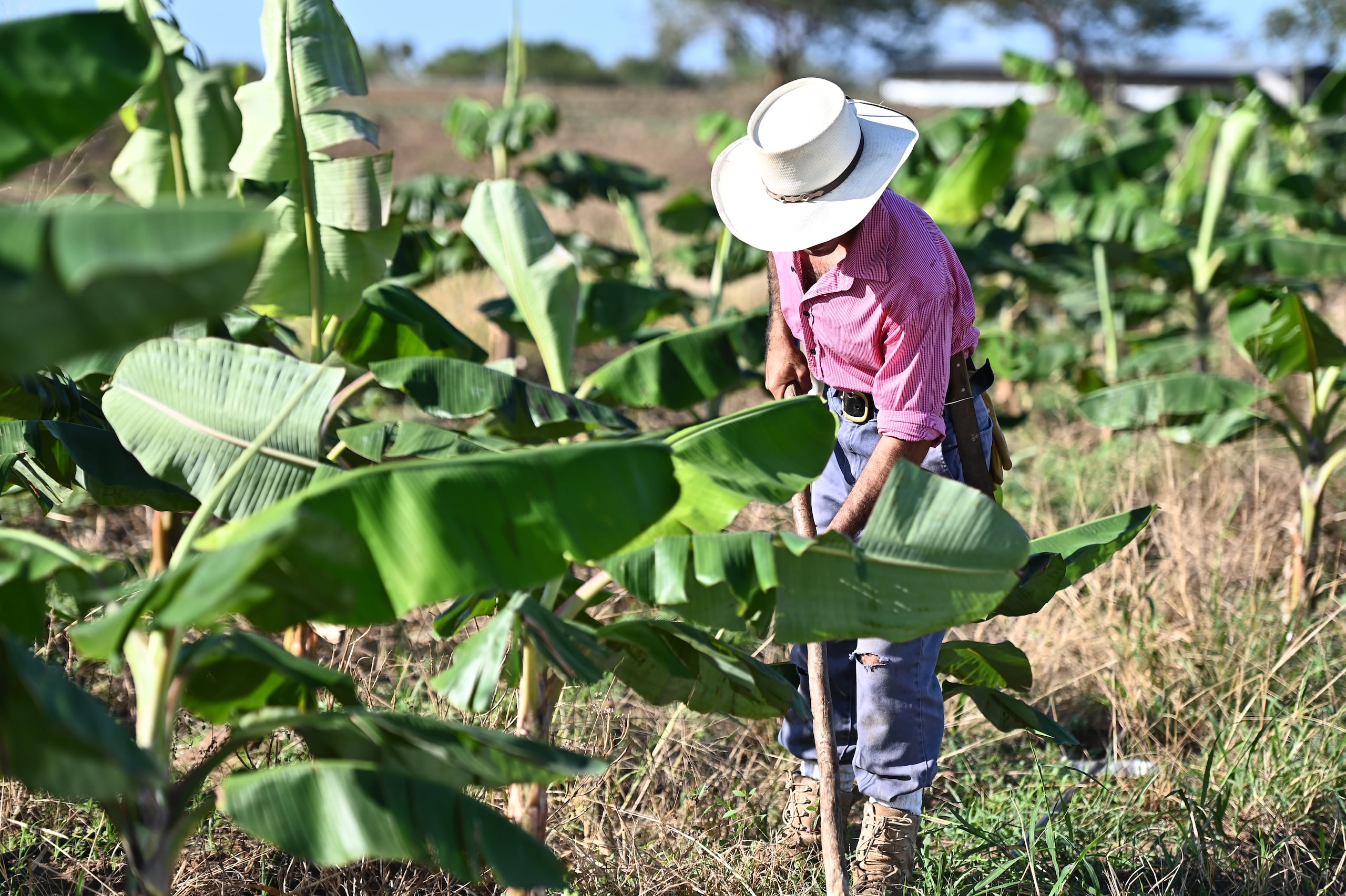 La iniciativa busca promover el conocimiento, la innovación y el desarrollo sostenible en el sector agrícola.