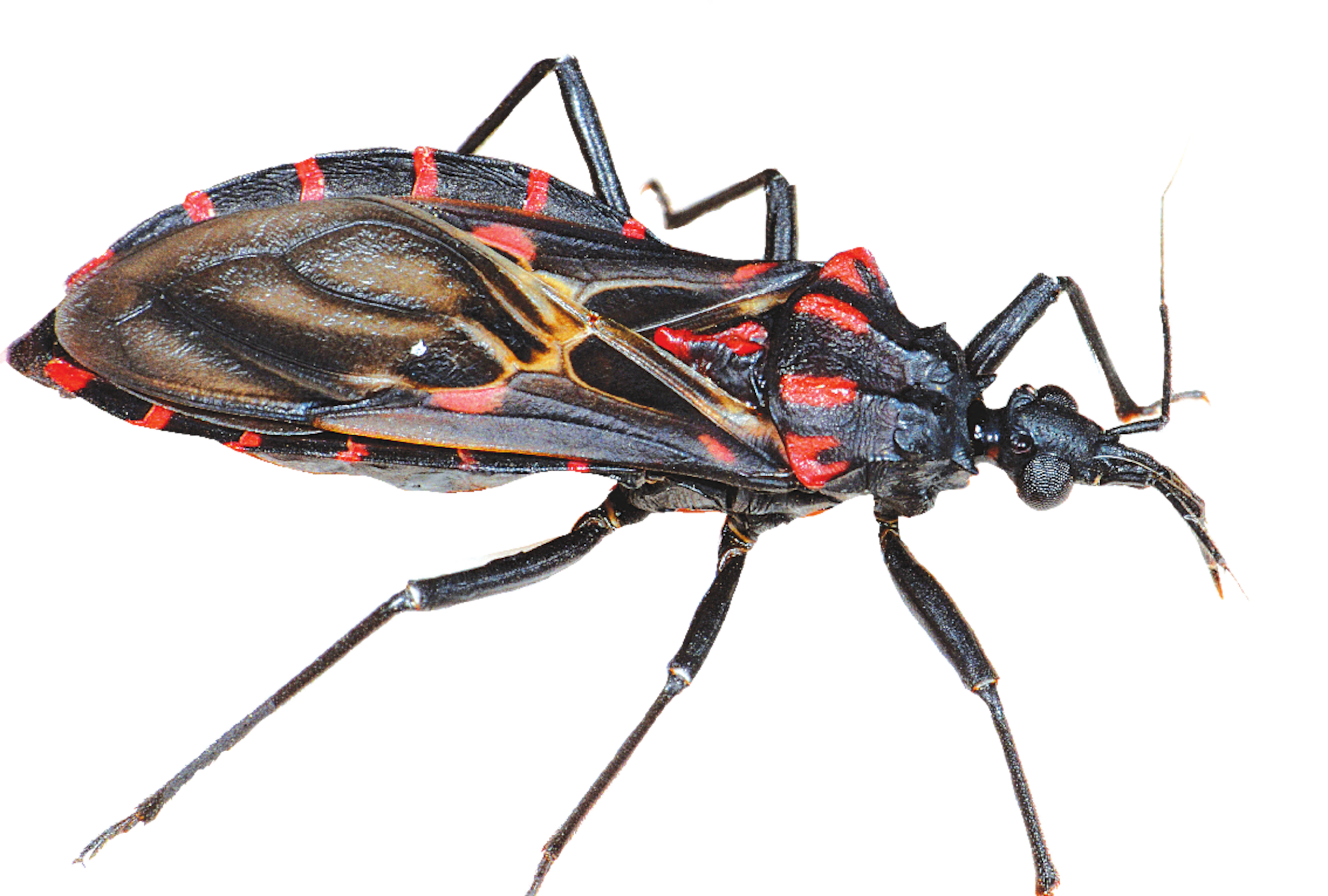 La enfermedad de Chagas es transmitida por el insecto conocido como ‘chinche besador’ (Triatominae) y tiene dos fases.