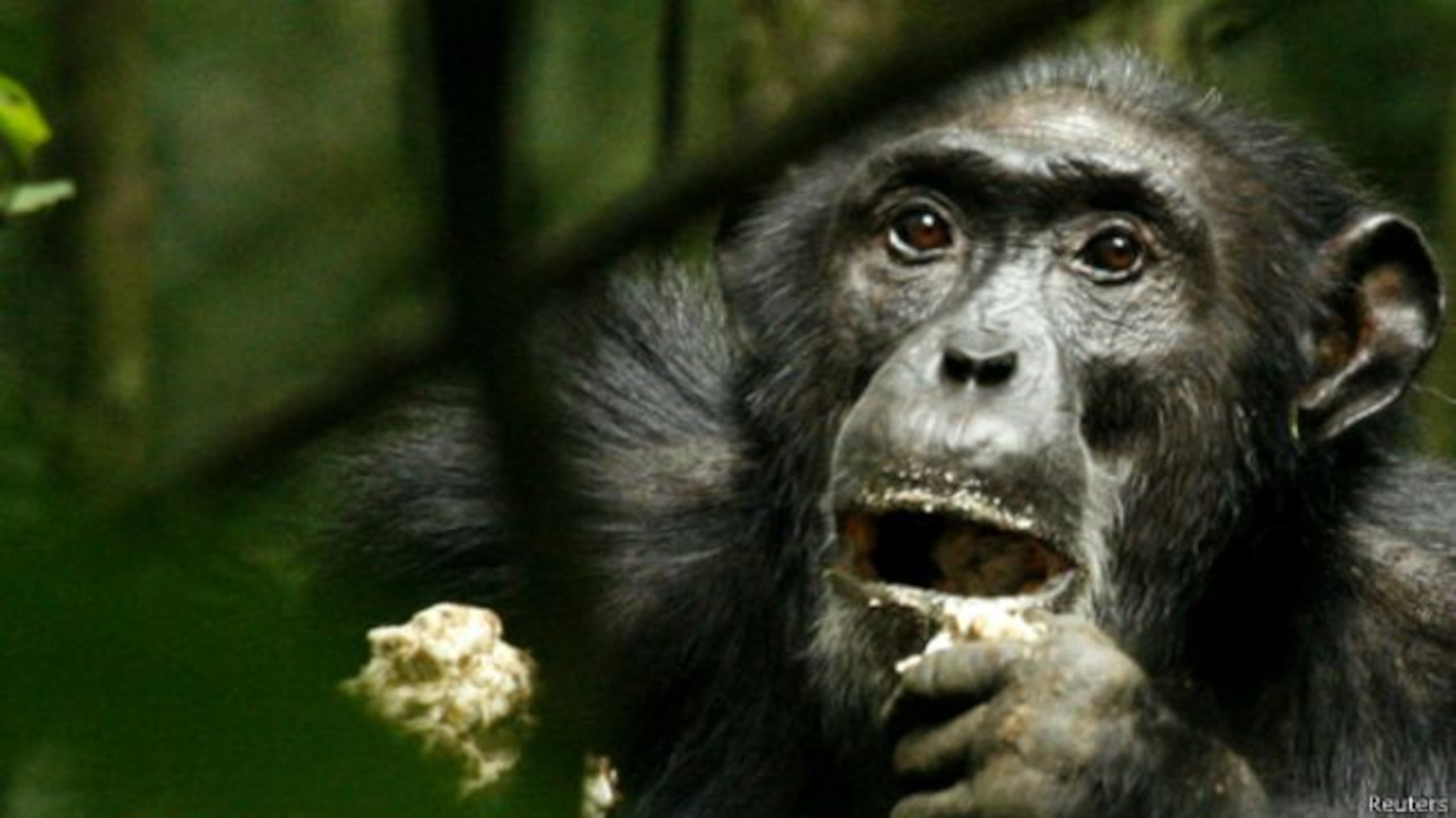 Los sistemas de comunicación de los chimpancés podrían ayudar a explicar la evolución del lenguaje en humanos. (Reuters / BBC)