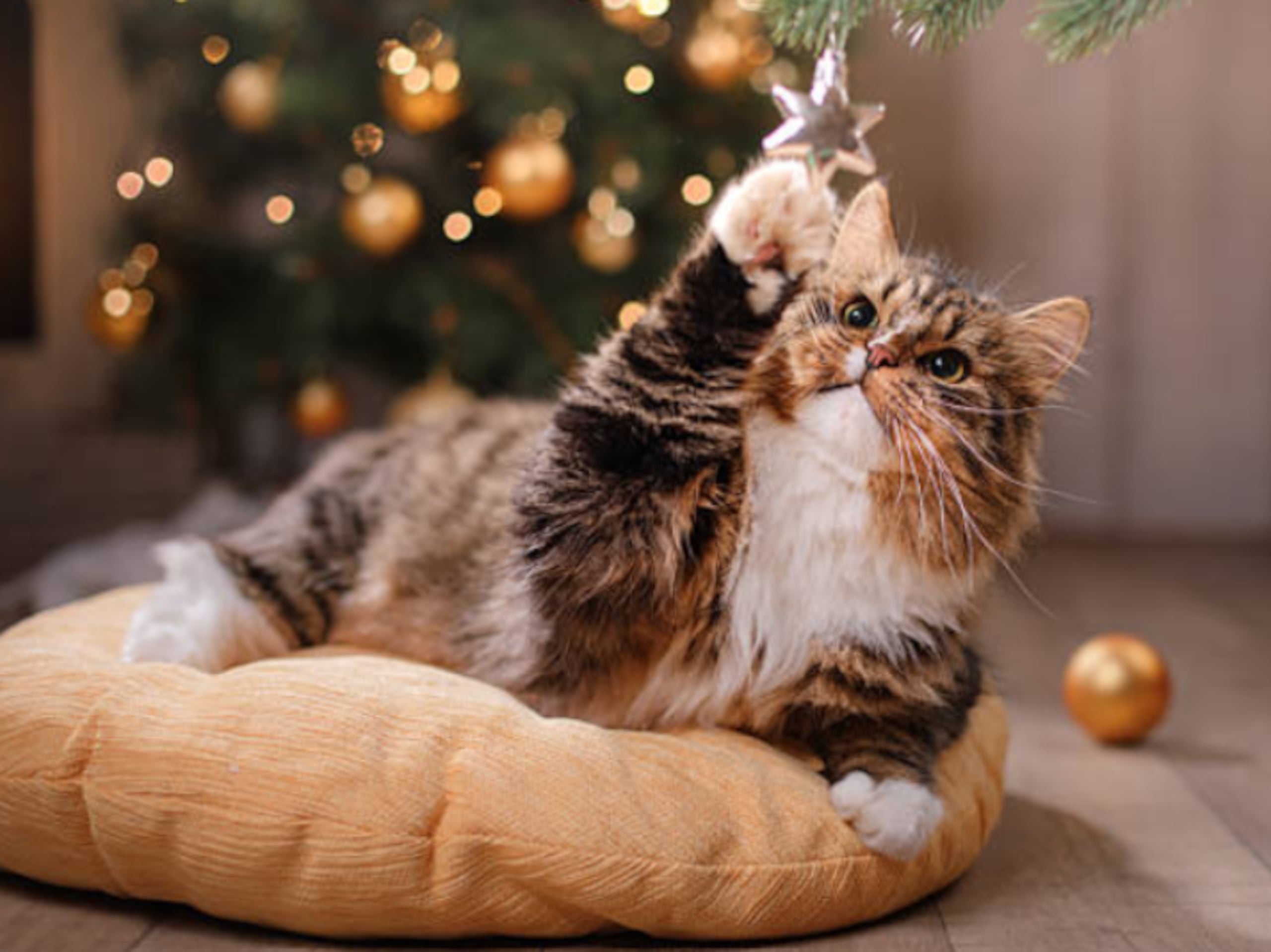Las luces y esferas despiertan el instinto cazador de los felinos.