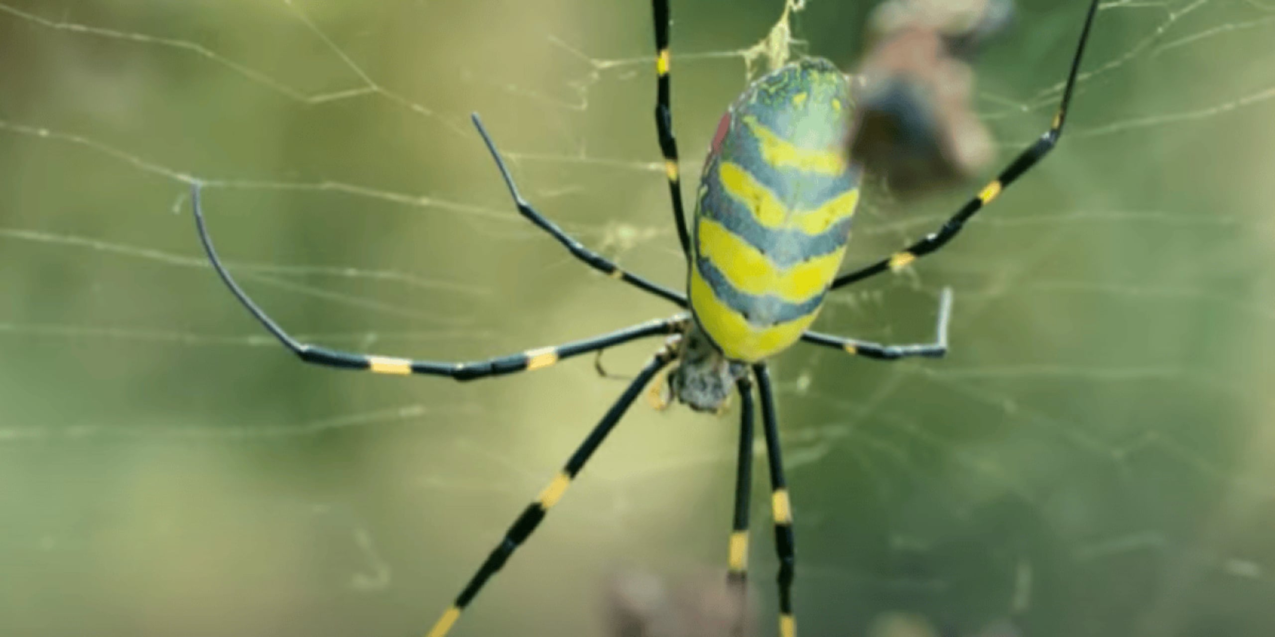 Las Trichonephila clavata, son arañas tejedoras de orbes de gran tamaño originarias de Asia, que se introdujeron en Estados Unidos en el 2014.