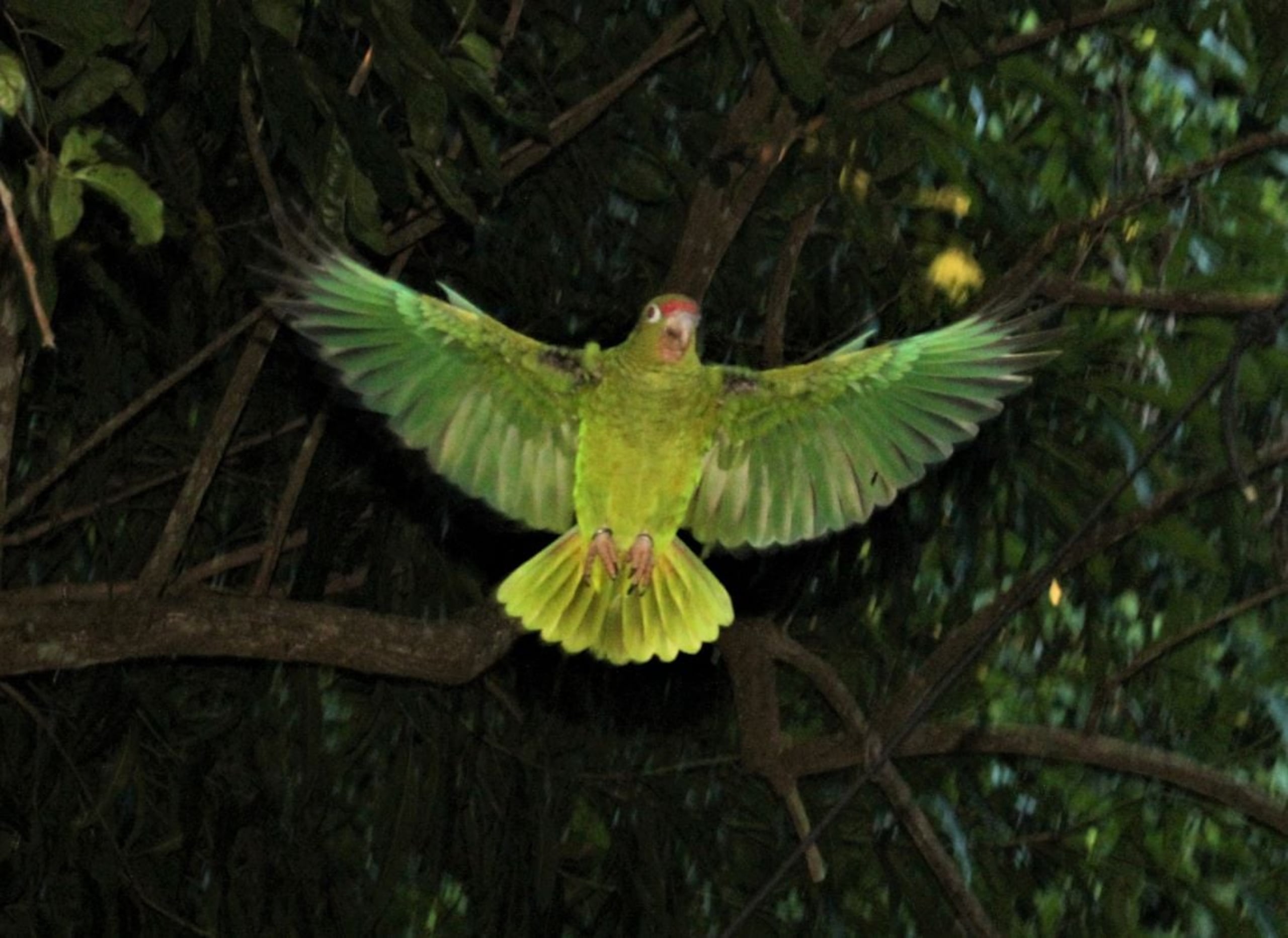 Cotorra puertorriqueña. Foto Suministrada