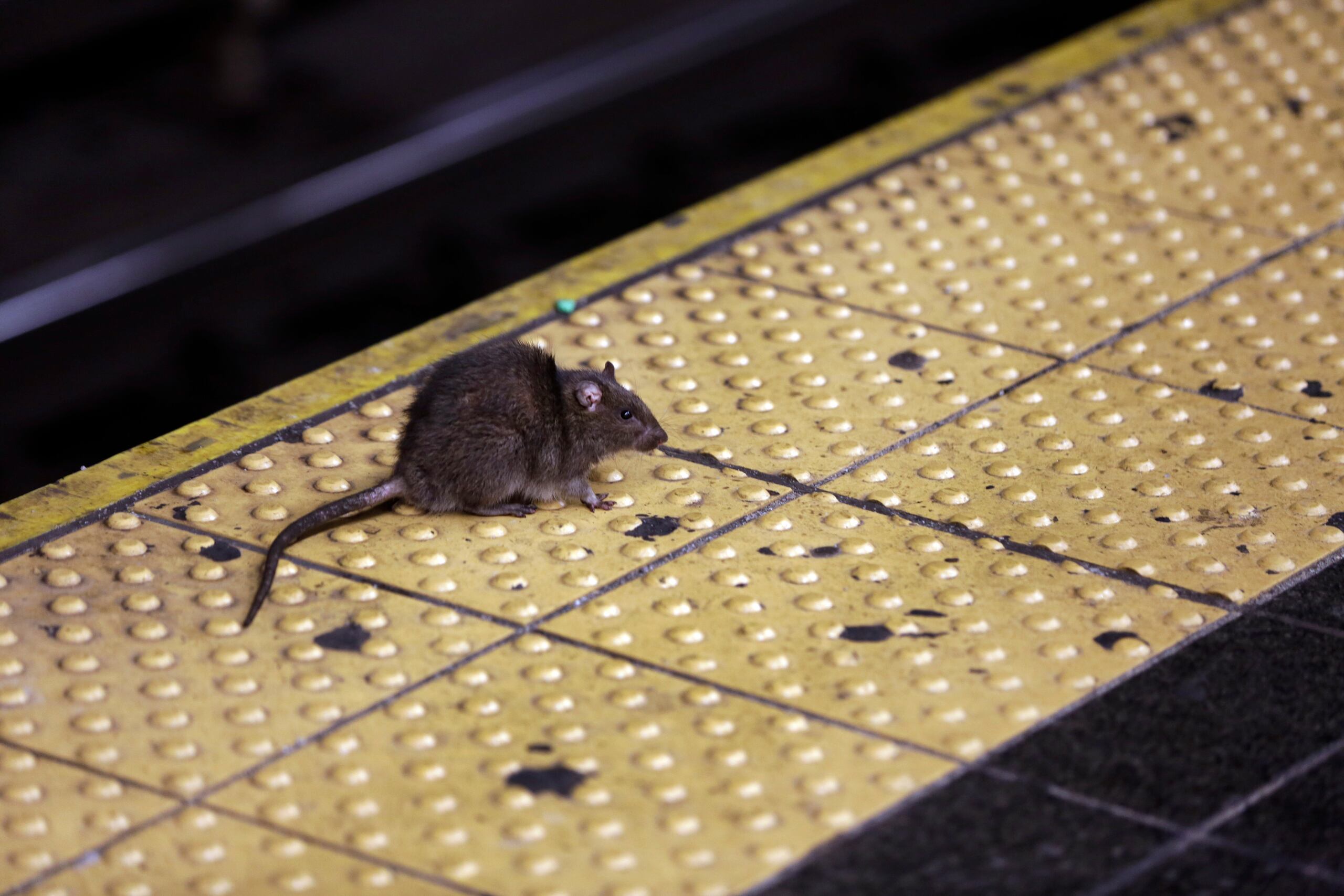 Una rata cruza una estación de metro de la ciudad de Nueva York. (AP Foto/Richard Drew, Archivo)