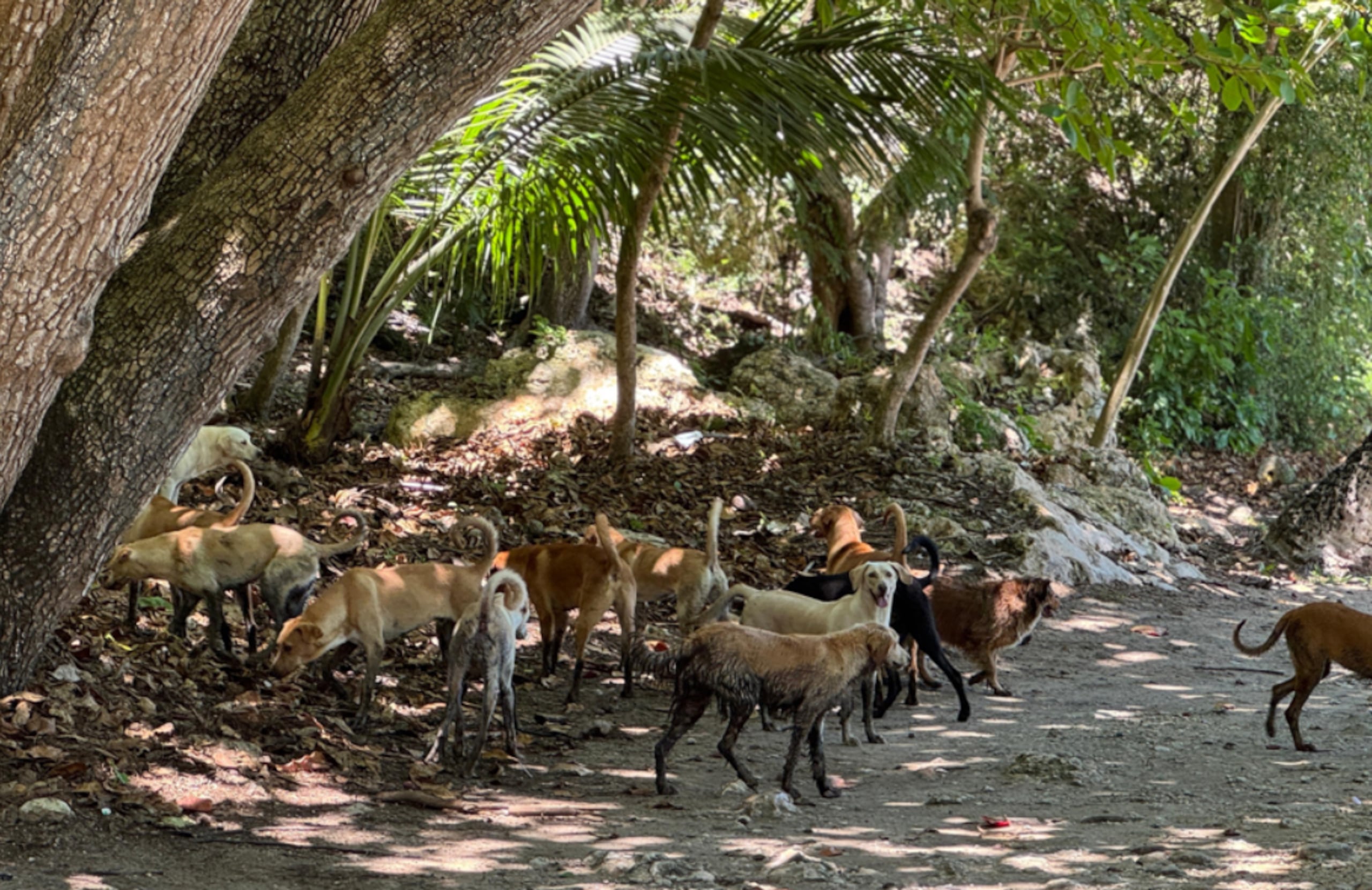 El ejecutivo municipal exhortó a quienes tengan información sobre las personas que cometieron este acto ilegal a que llamen de manera confidencial al 787-872-2100.