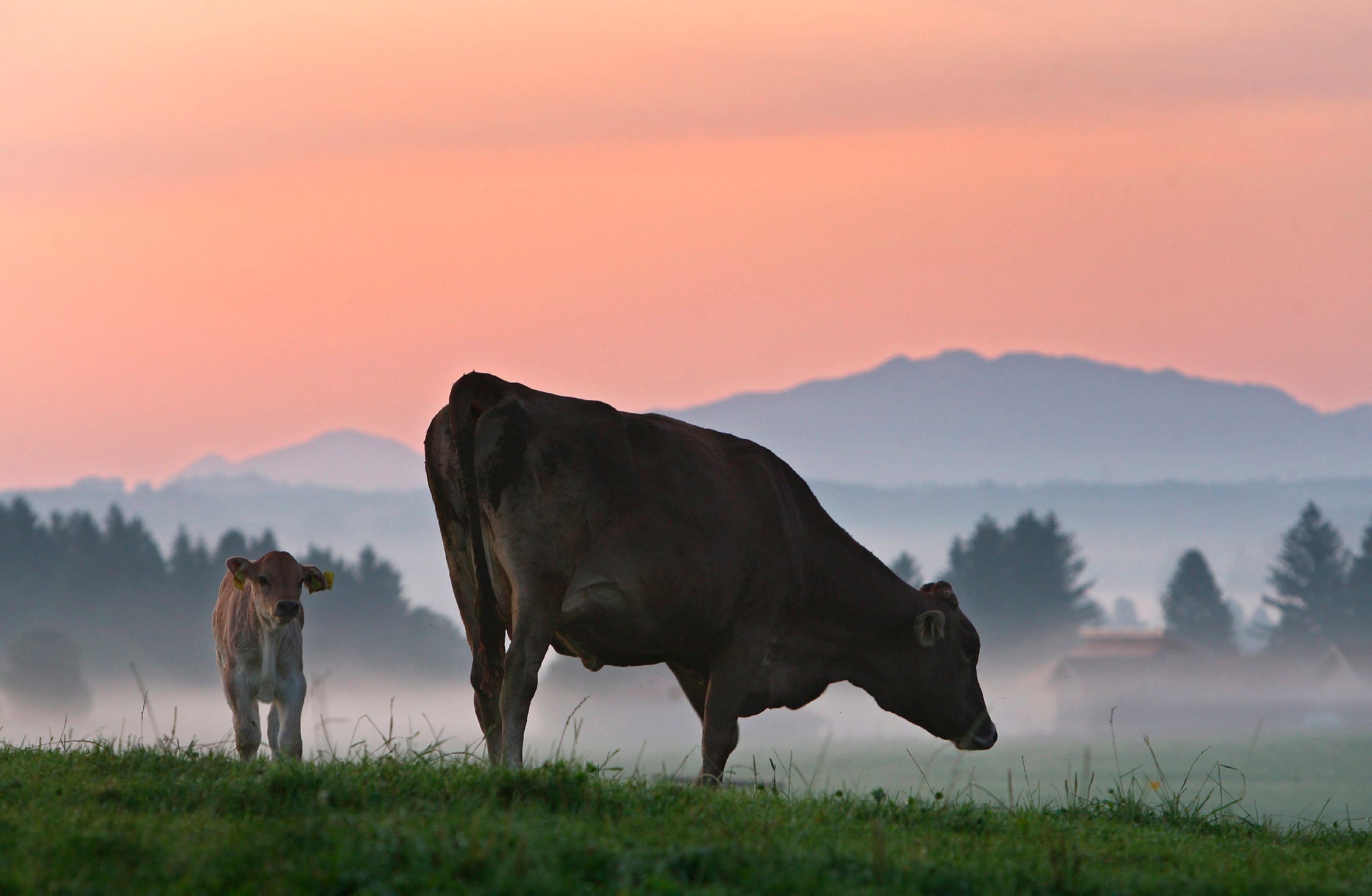 En la imagen de archivo, una vaca y su cría pastan en un prado al amanecer, en Lechbruck (Alemania). EFE/Karl-Josef Hildenbrand