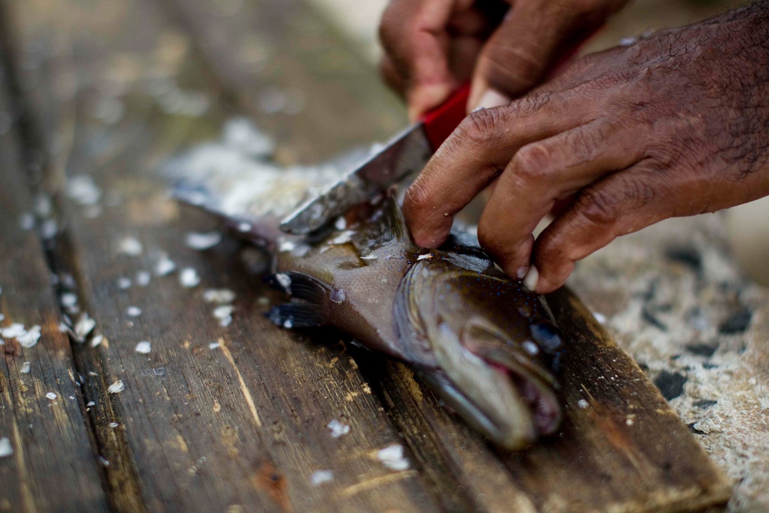 Las toxinas que contienen algunos tipo de peces no se inactivan al cocinarse en altas temperaturas ni al congelarlos. (GFR Media)