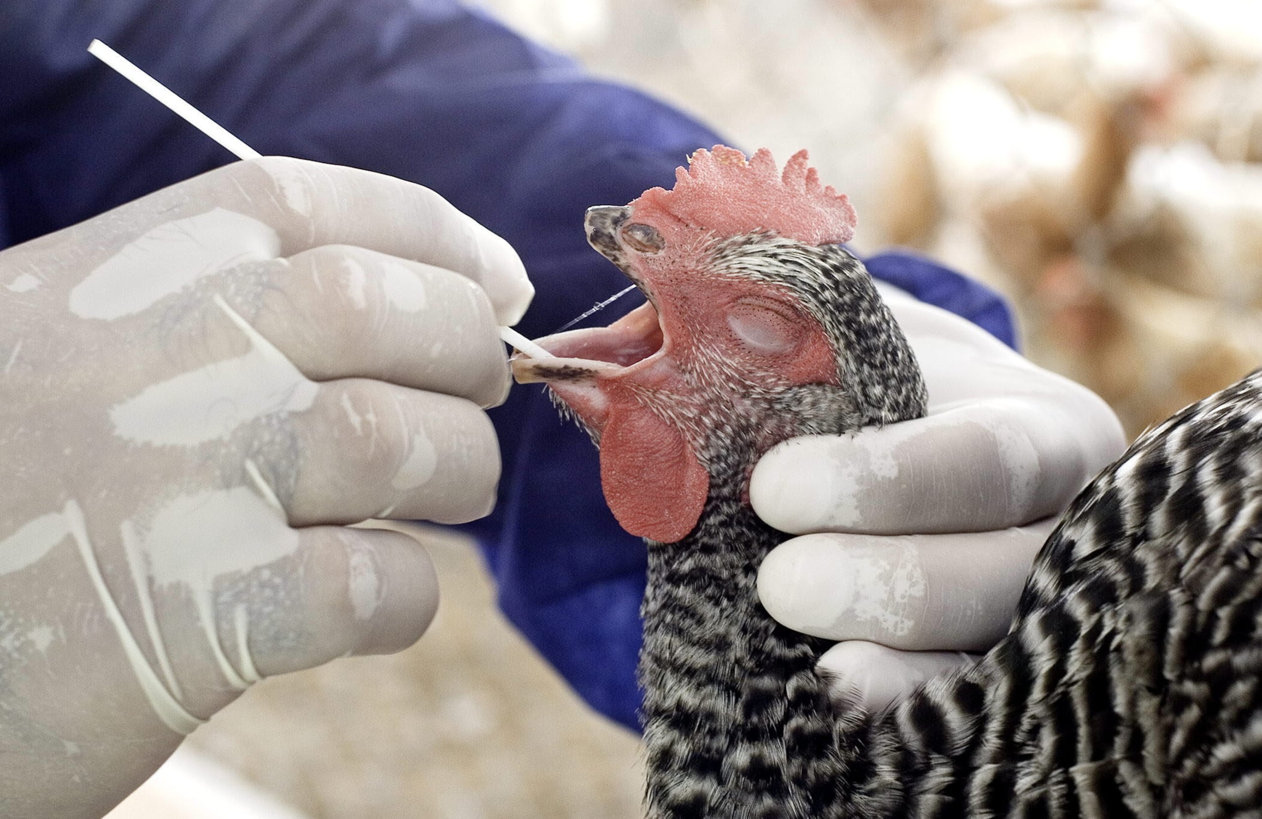 Fue el pasado jueves cuando el Departamento de Salud confirmó que la muerte de decenas de gallinas en una finca de Culebra fue ocasionada por el virus de la gripe aviar.