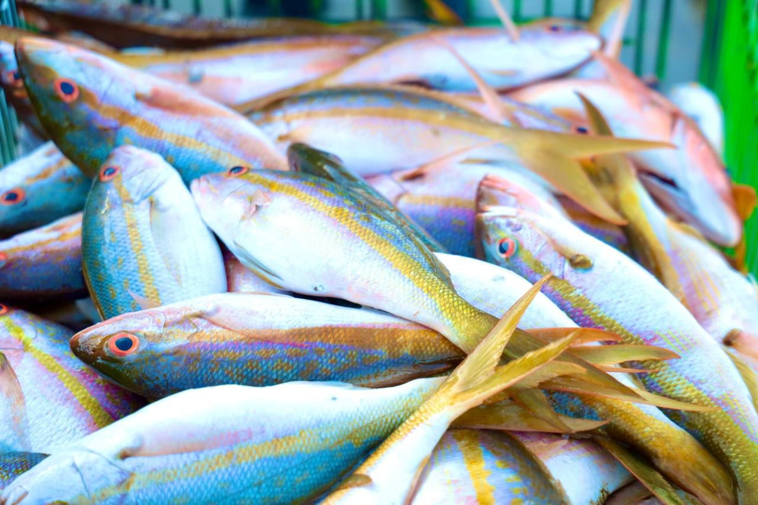 Los pescadores entrevistados aseguran que hay pescados y mariscos suficientes para cumplir con la demanda.