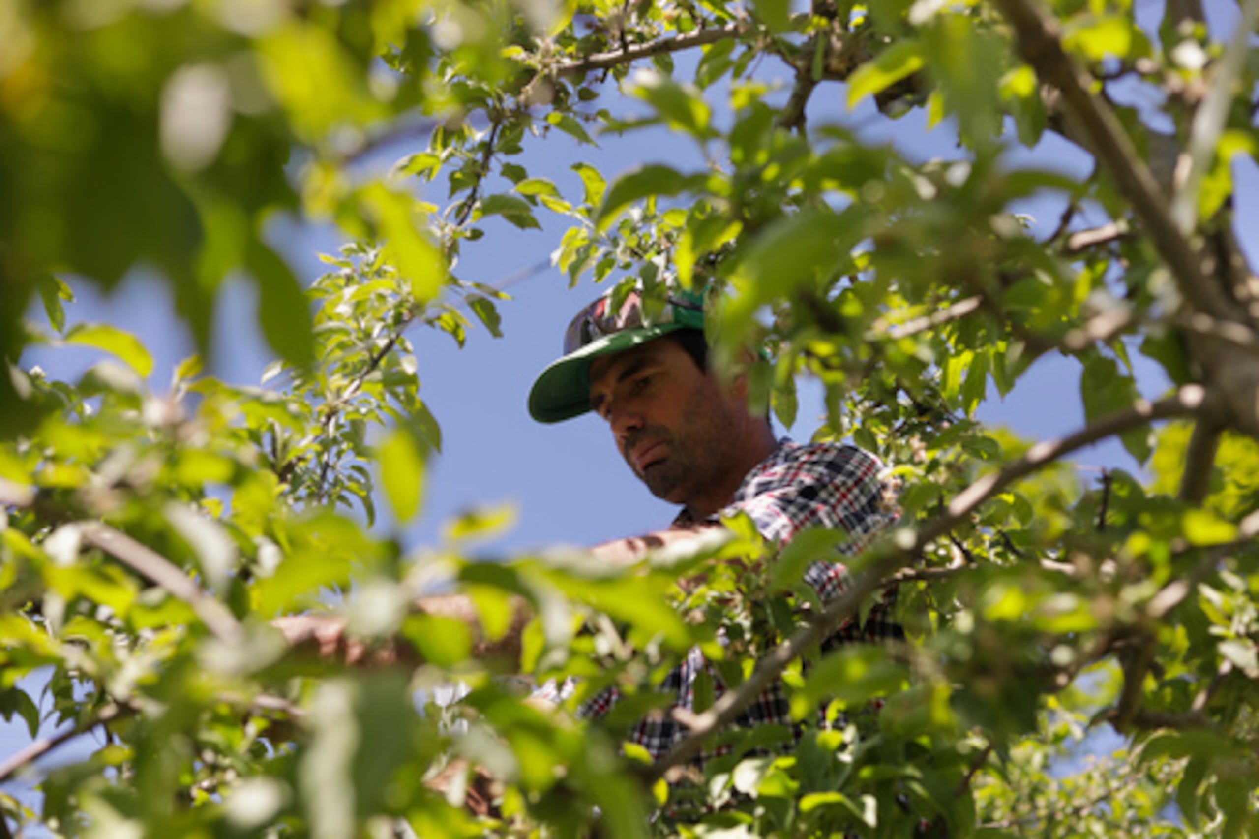 Greg Burtt, propietario de Burtt's Apple Orchard, ata una manguera alrededor de un manzano para estabilizarlo el miércoles 3 de junio de 2026, en Cabot, Vermont. (Foto AP/Amanda Swinhart)