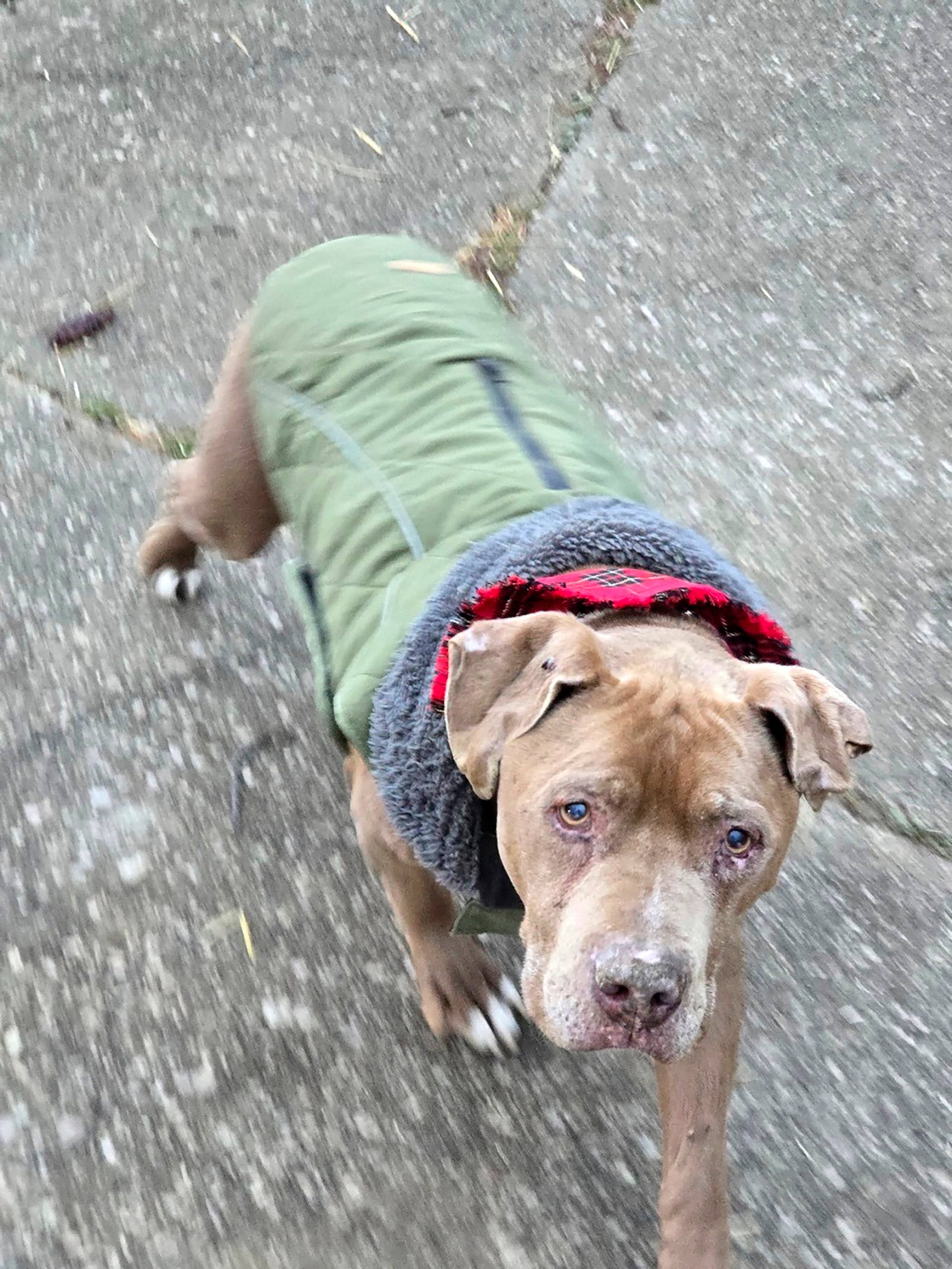 En esta imagen, proporcionada por Amanda Hergenreder, aparece el perro, al que llamó Biggby, caminando en Millington, Michigan, el 18 de diciembre de 2024. (Amanda Hergenreder vía AP)