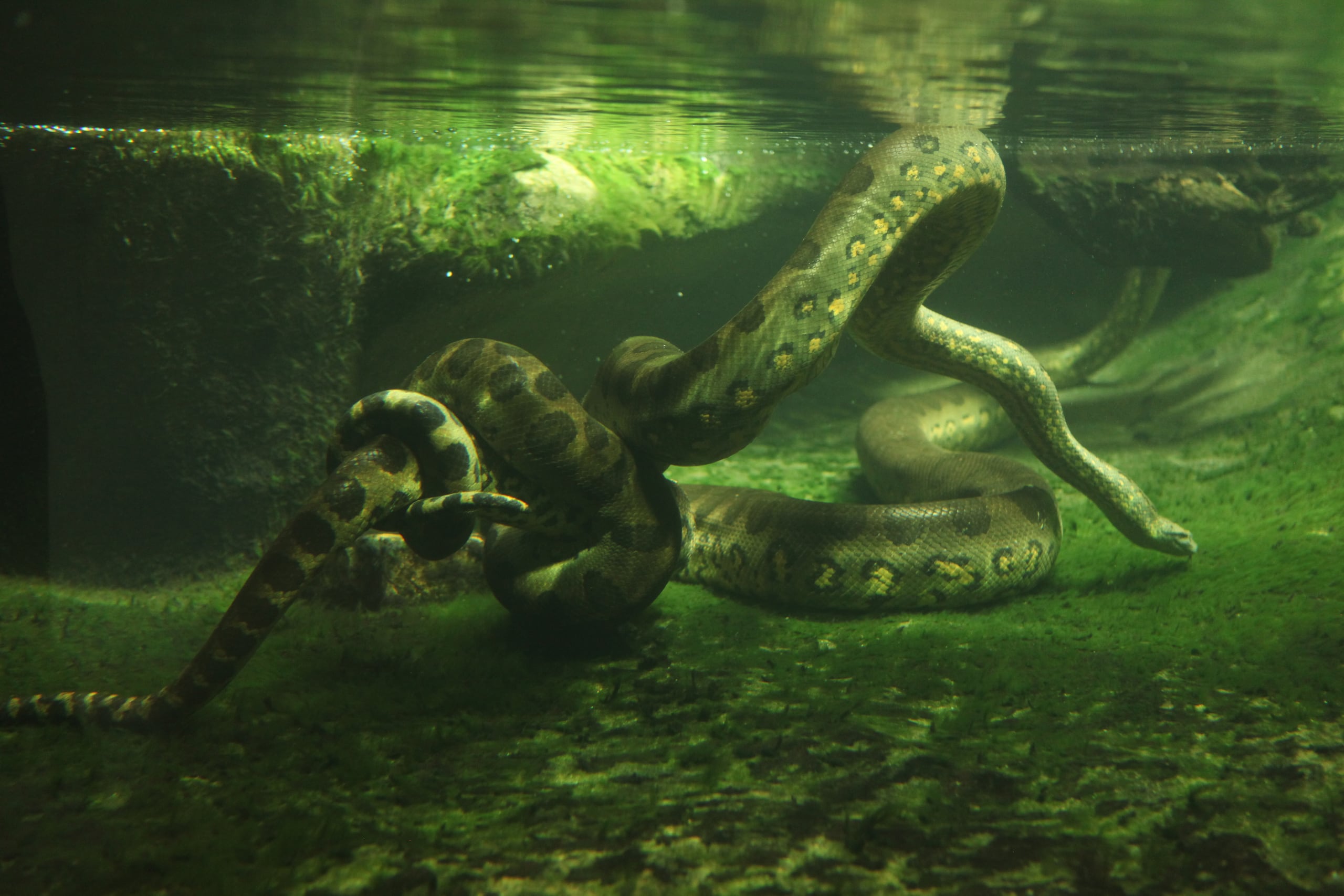 La Eunectes murinus es la especie que se encuentra en esa área de la Amazona donde se hizo el descubrimiento.