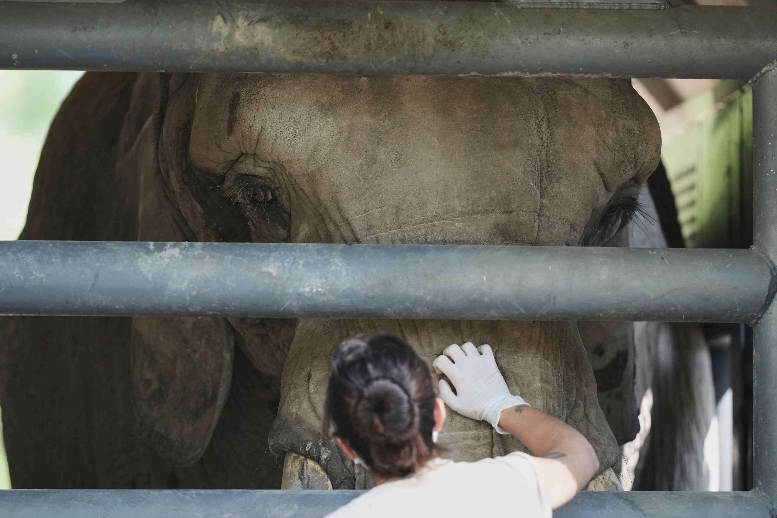 Una trabajadora acaricia a la elefanta africana Pupy en su estancia en cautiverio en el Ecoparque en Buenos Aires, Argentina, el martes 25 de marzo de 2025, en tanto es entrenada para ser reubicada en un santuario en Brasil.