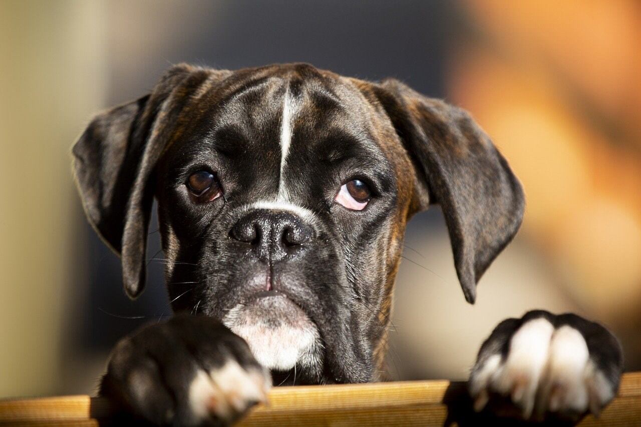 Imagen de la cobertura de: Ciudad limitará la cantidad de perros por vivienda y reforzará reglas para mascotas